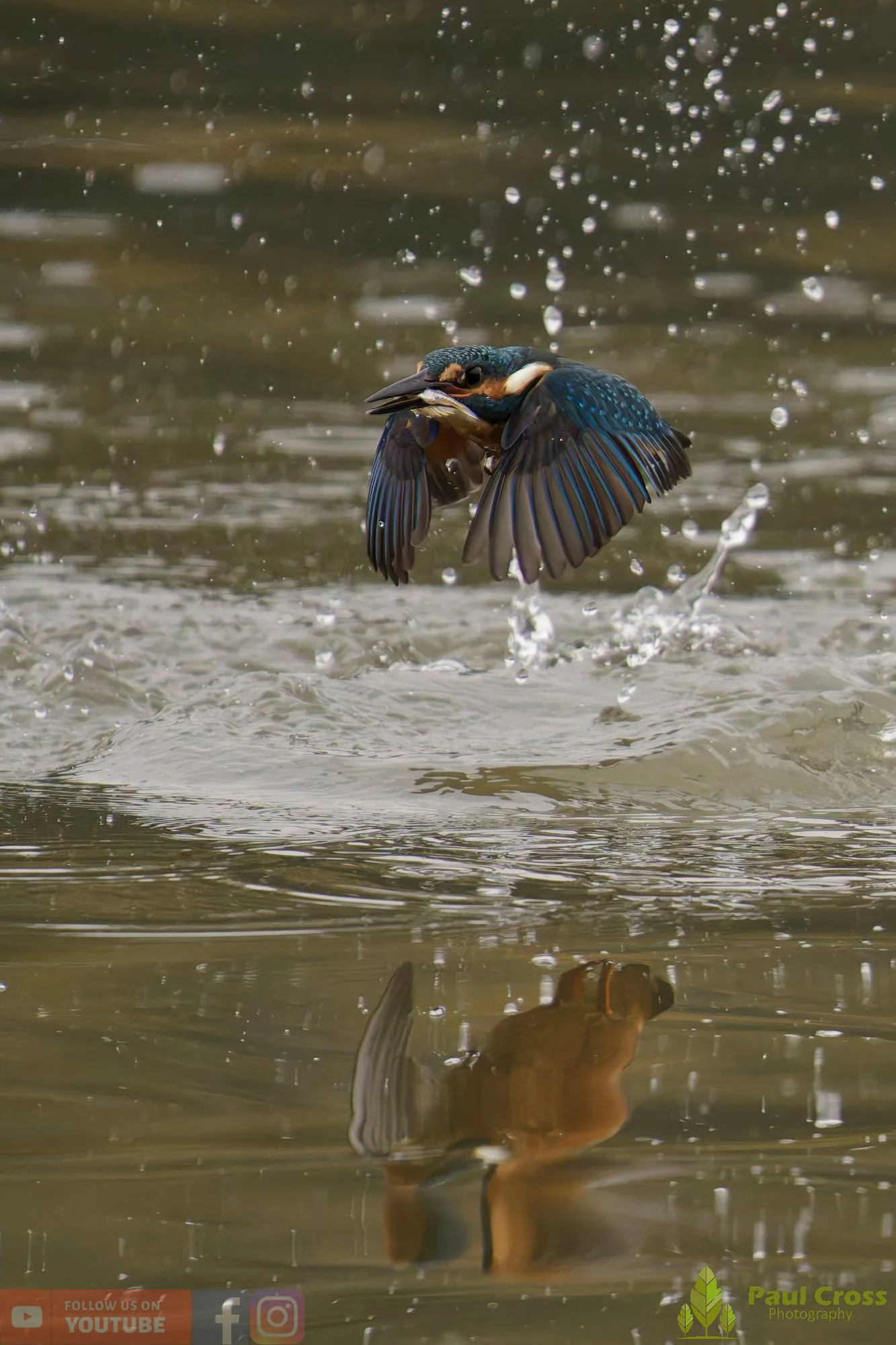 Kingfisher-00611.jpg