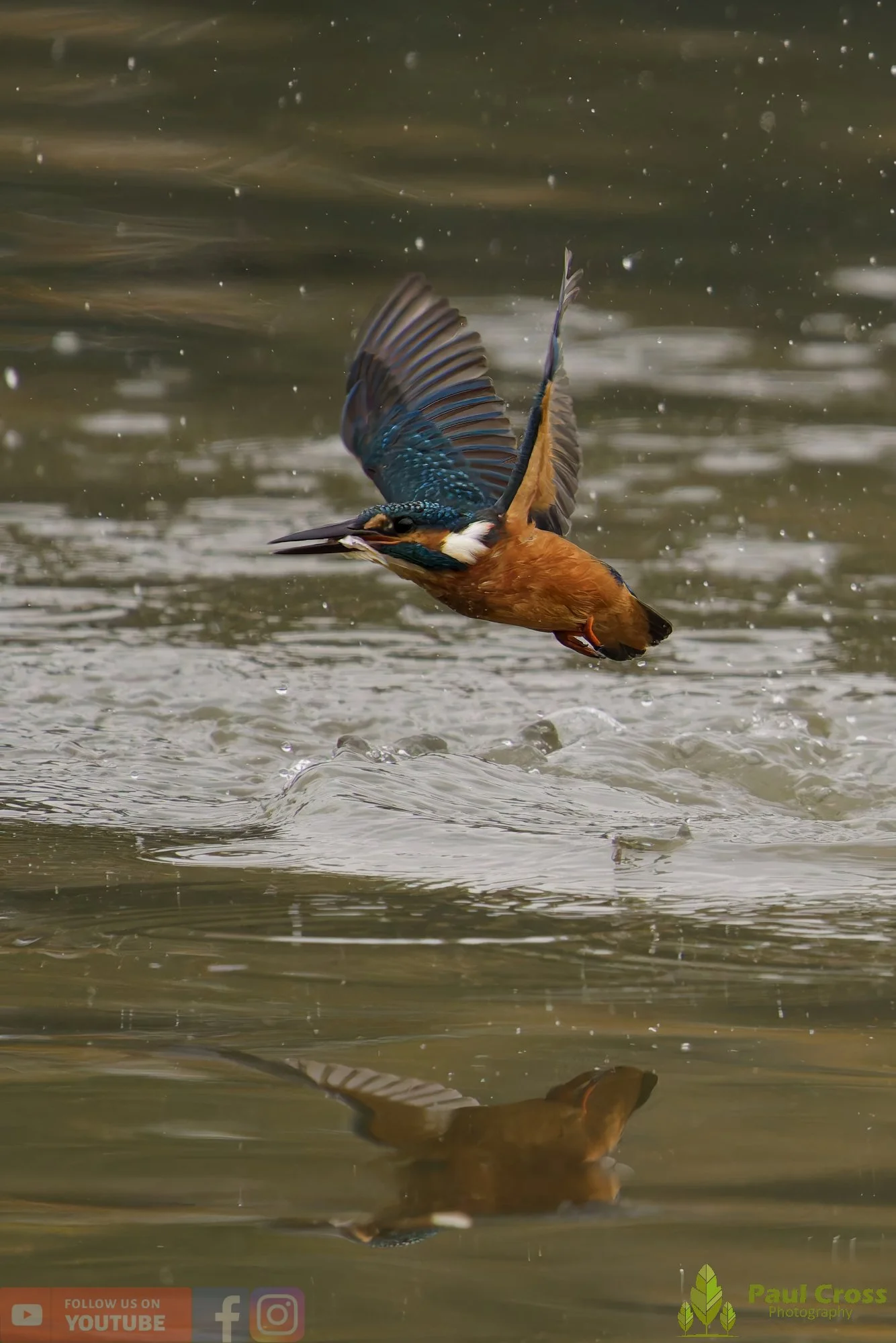 Kingfisher-00612.jpg