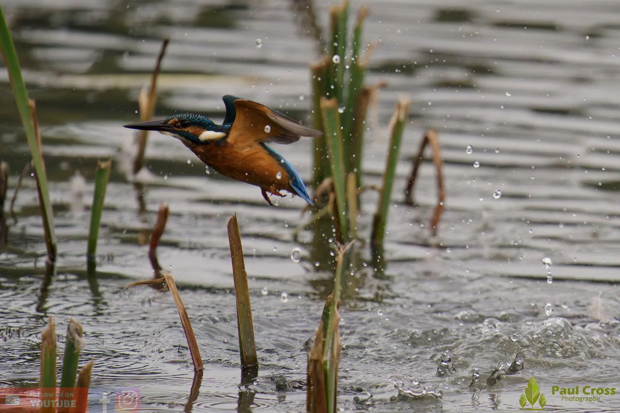 Kingfisher-00623.jpg