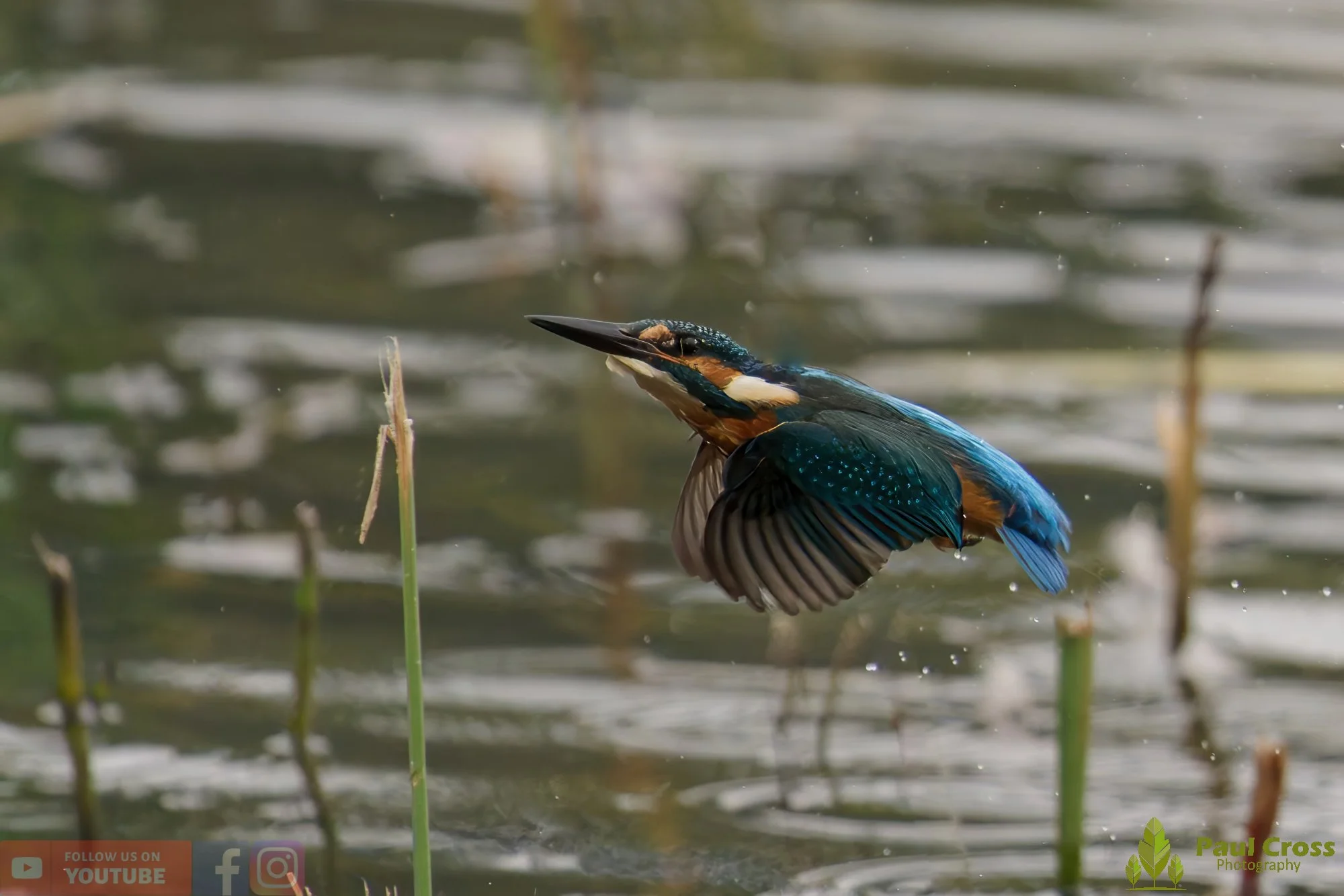 Kingfisher-00624.jpg