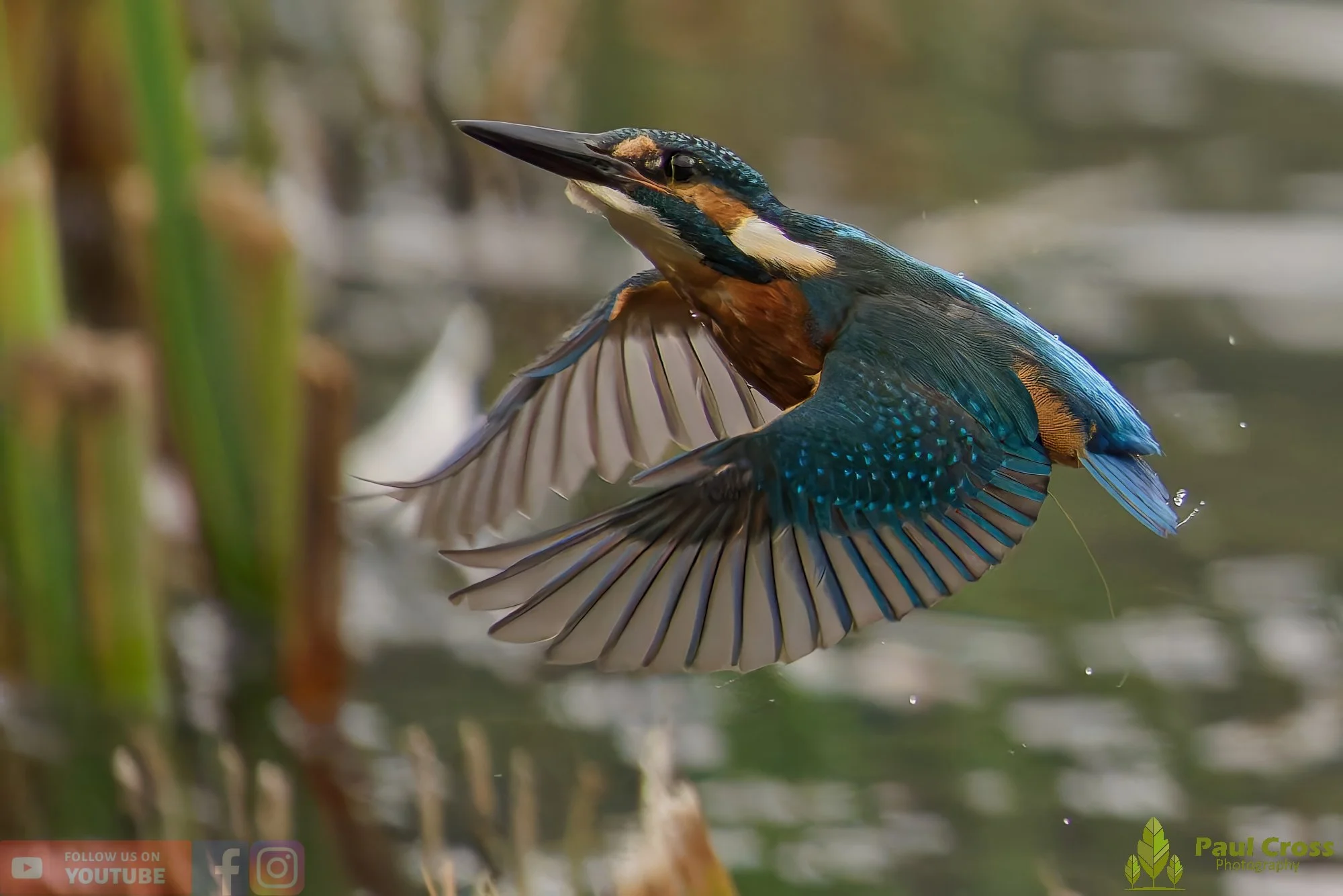 Kingfisher-00625.jpg