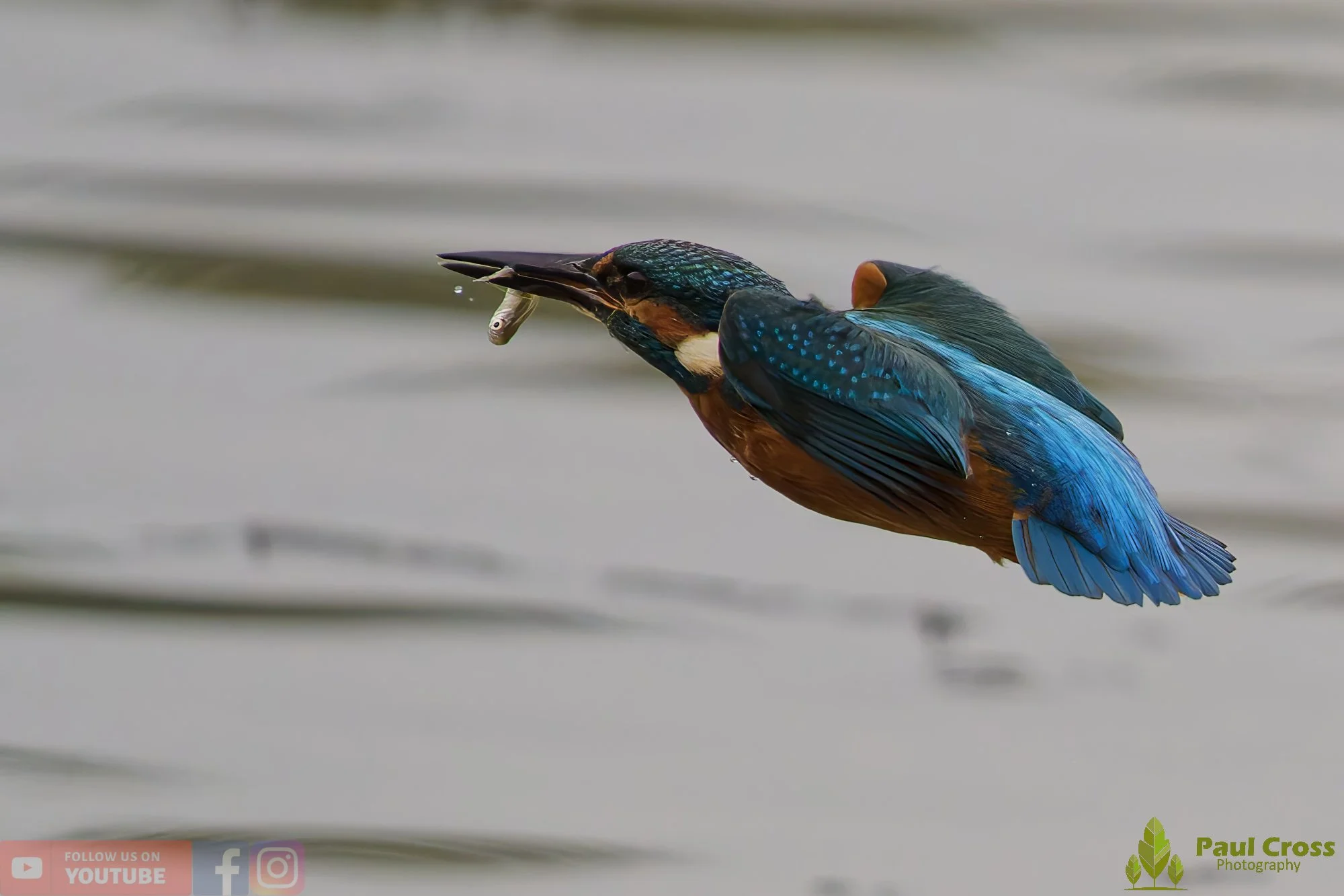 Kingfisher-00627.jpg
