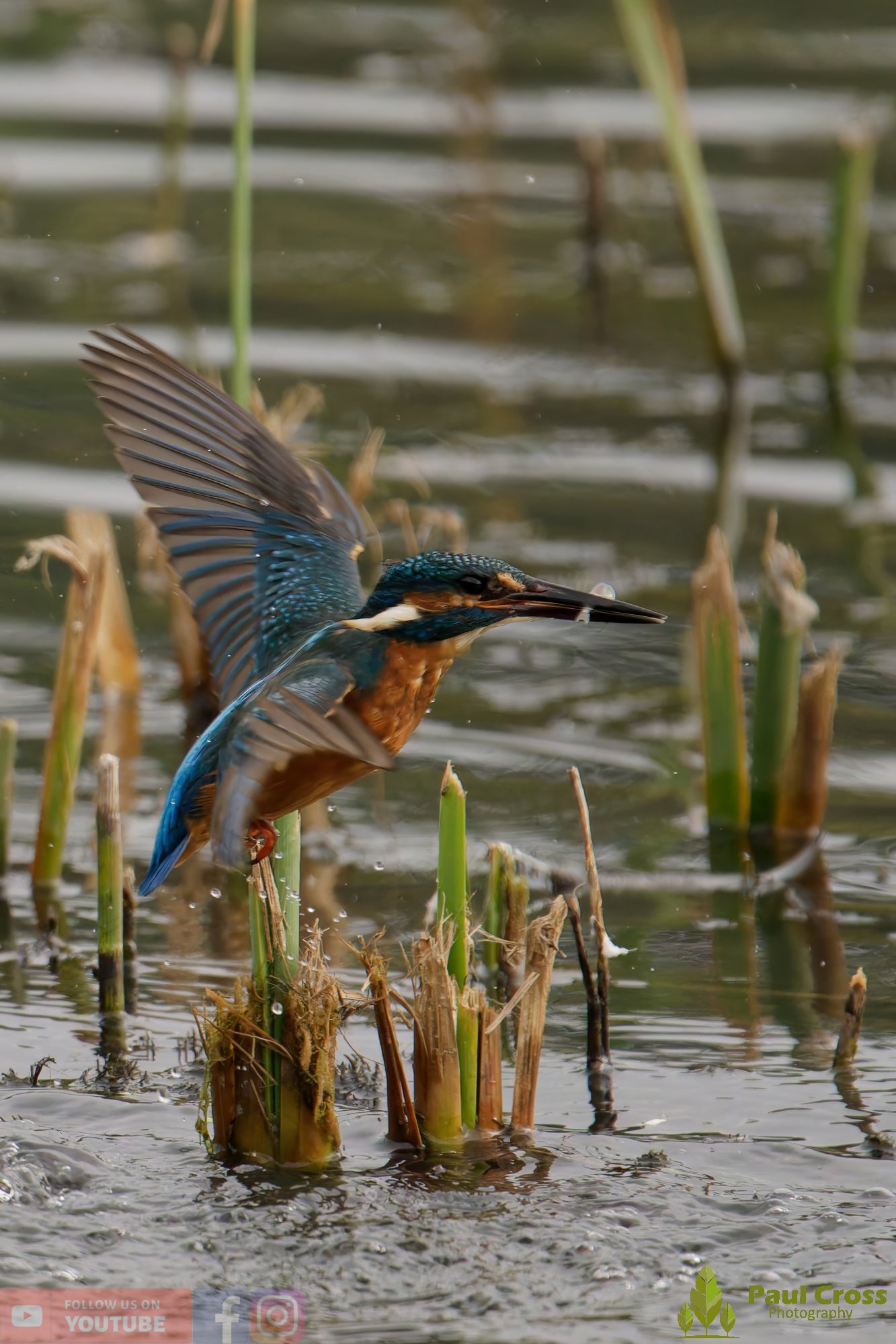 Kingfisher-00631.jpg
