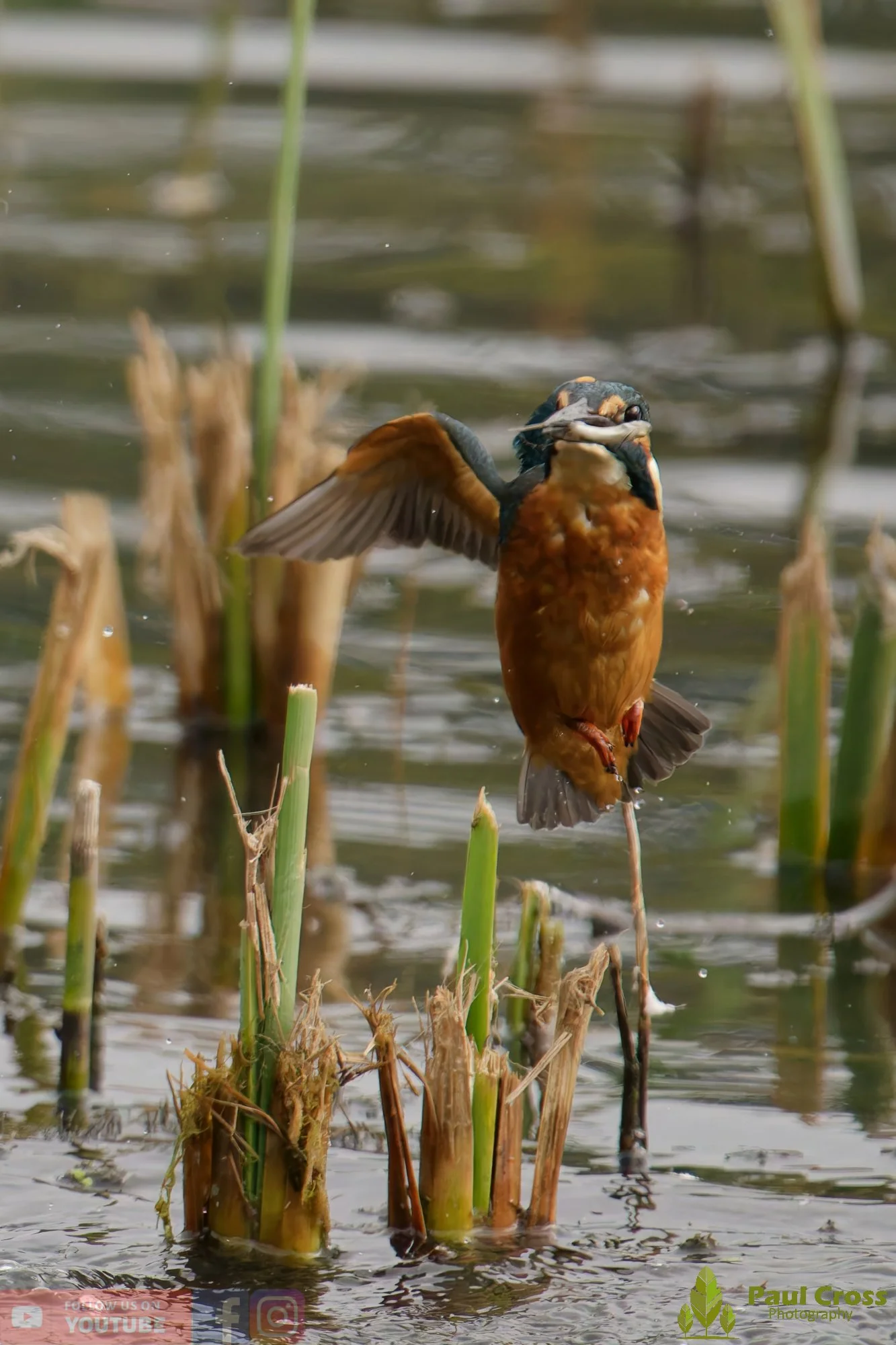 Kingfisher-00632.jpg