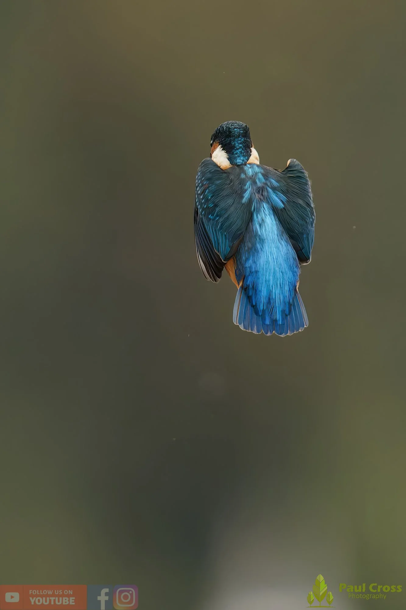 Kingfisher-00613.jpg