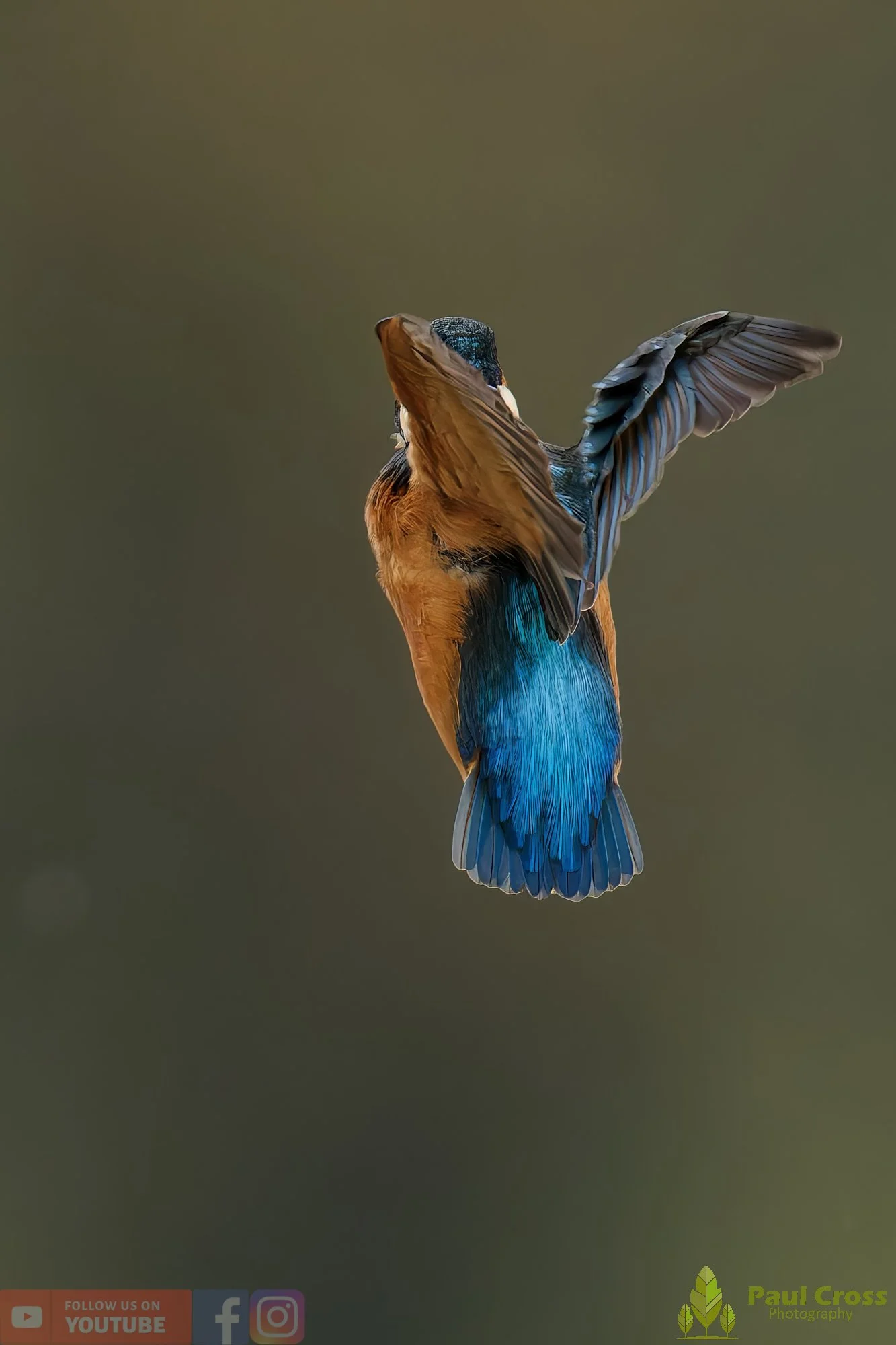 Kingfisher-00614.jpg
