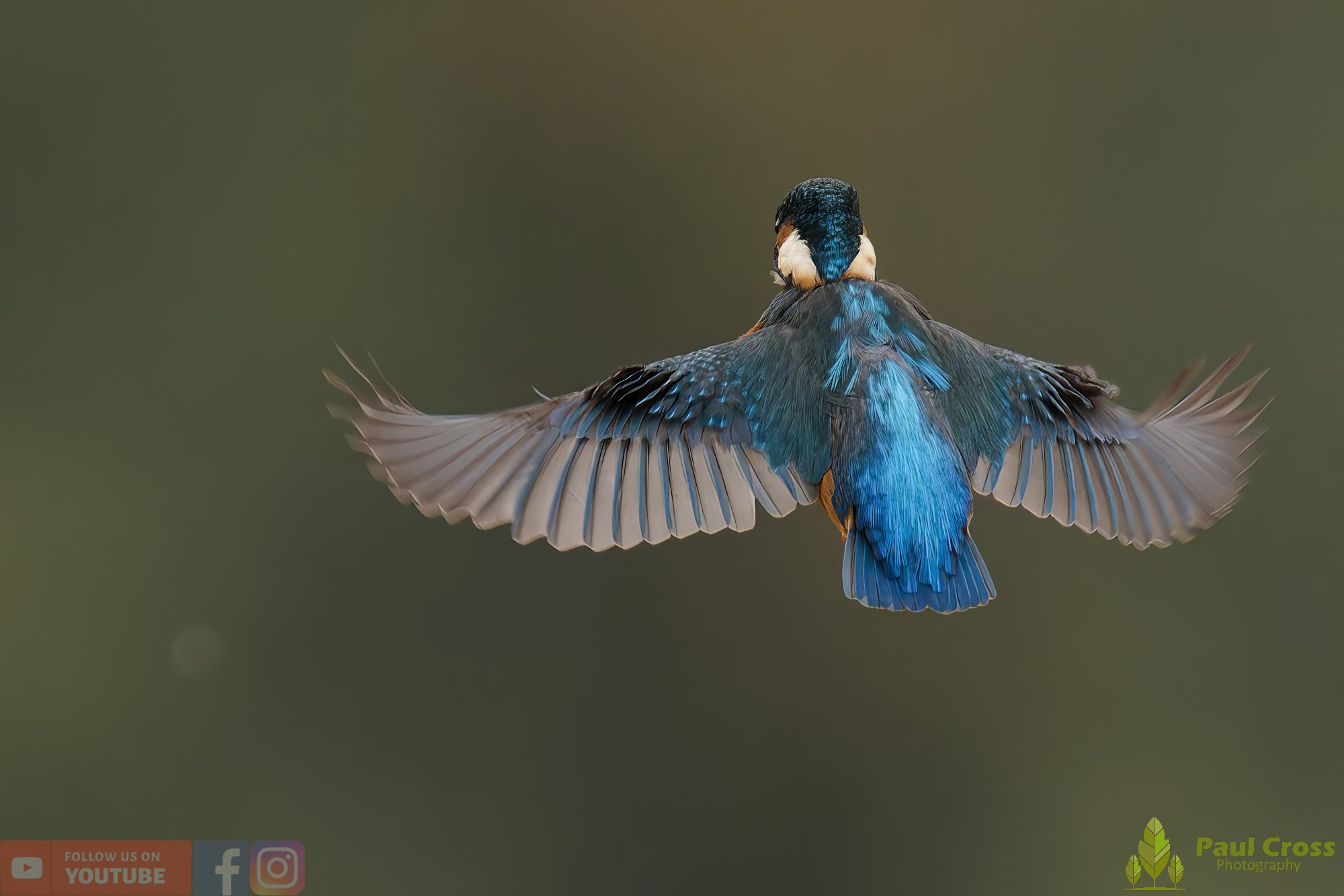 Kingfisher-00615.jpg