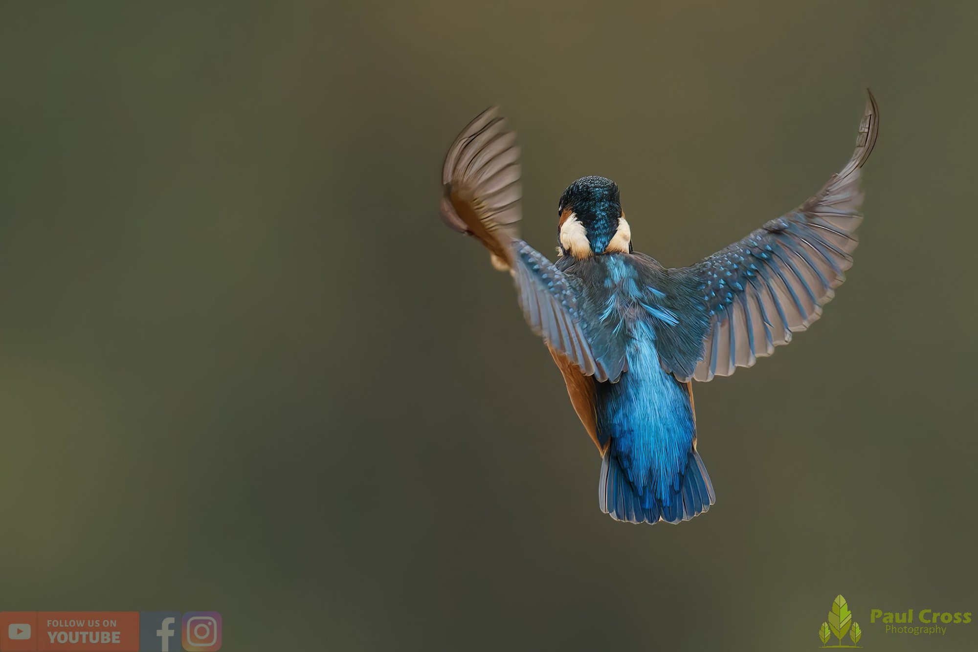 Kingfisher-00616.jpg