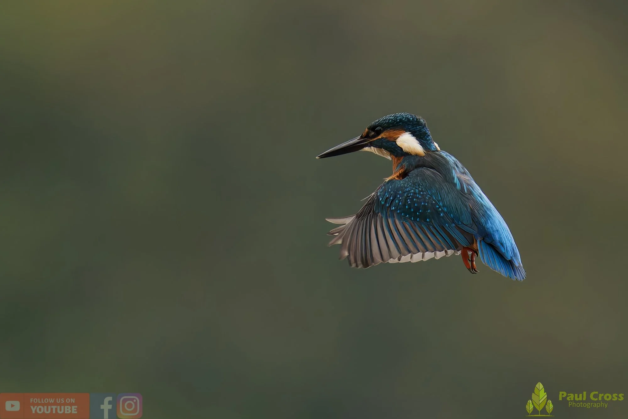 Kingfisher-00618.jpg