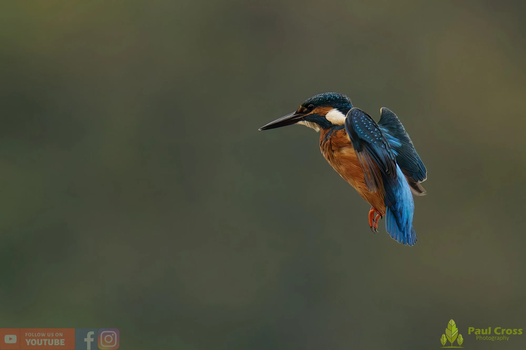 Kingfisher-00619.jpg