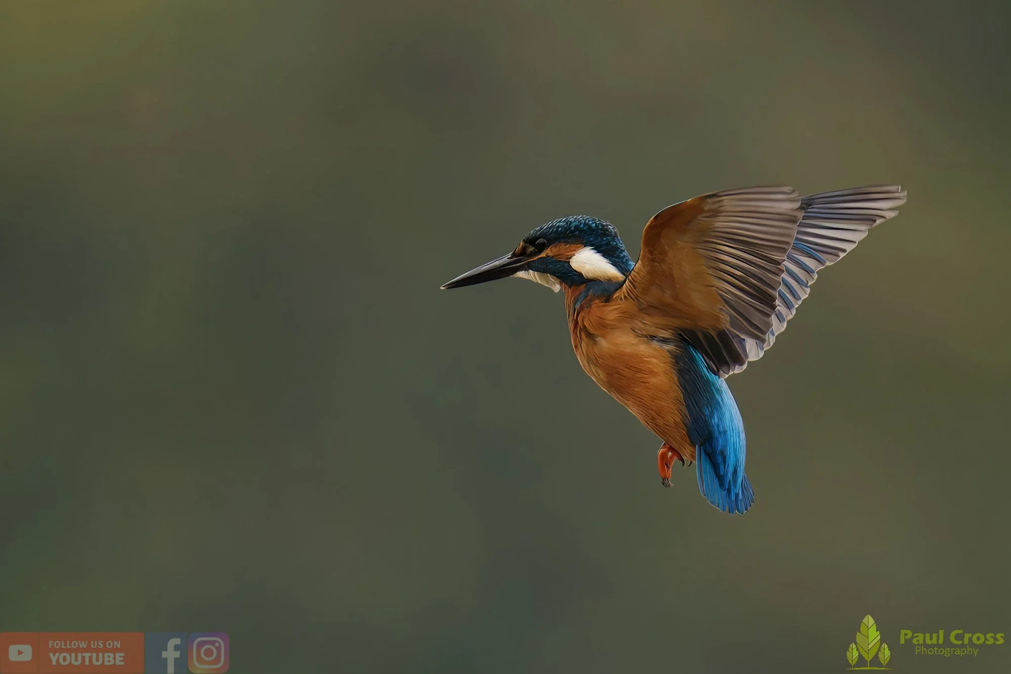 Kingfisher-00620.jpg