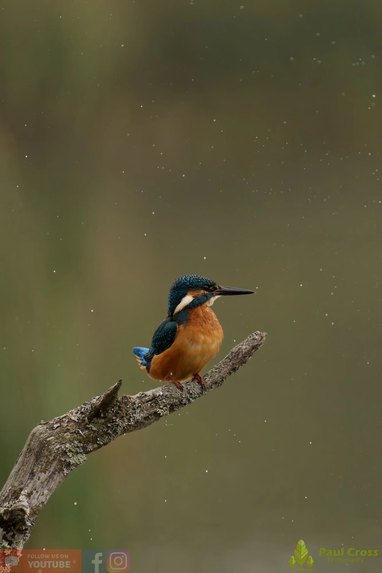 Kingfisher-00626.jpg