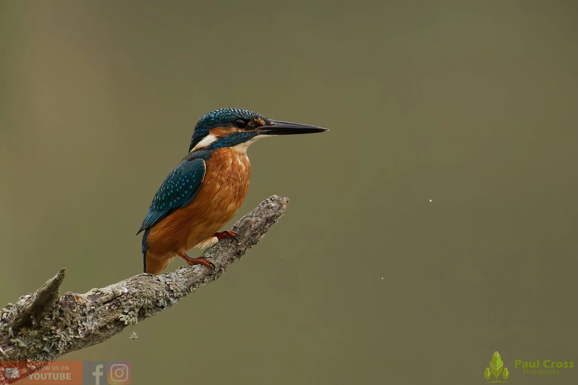 Kingfisher-00622.jpg