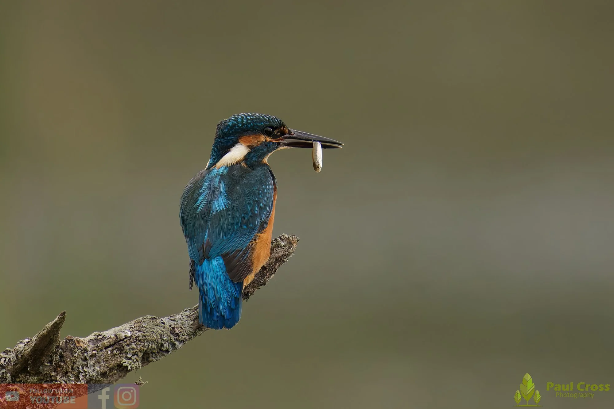 Kingfisher-00628.jpg