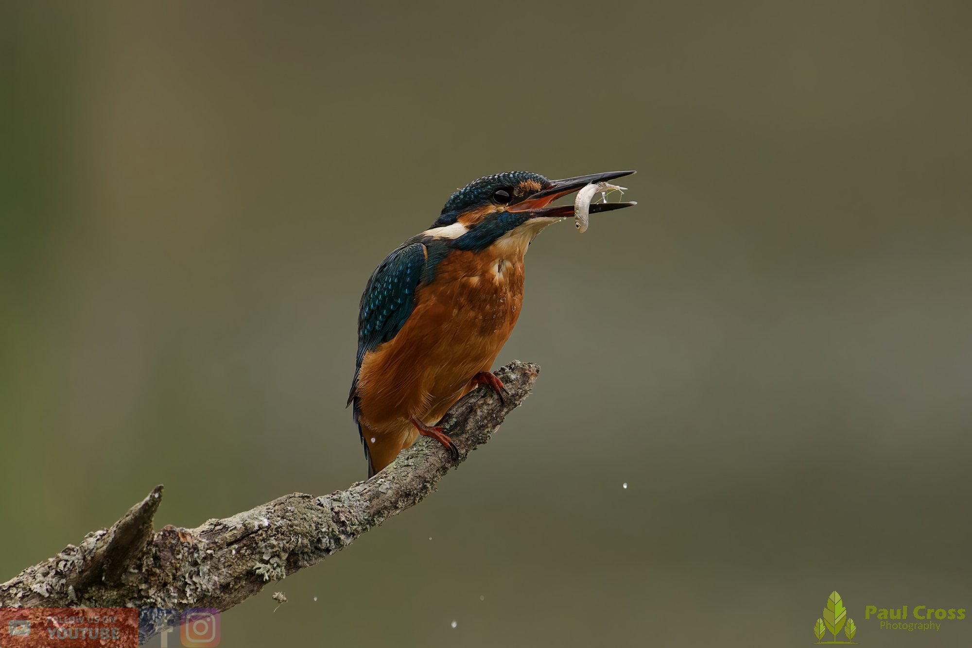 Kingfisher-00629.jpg