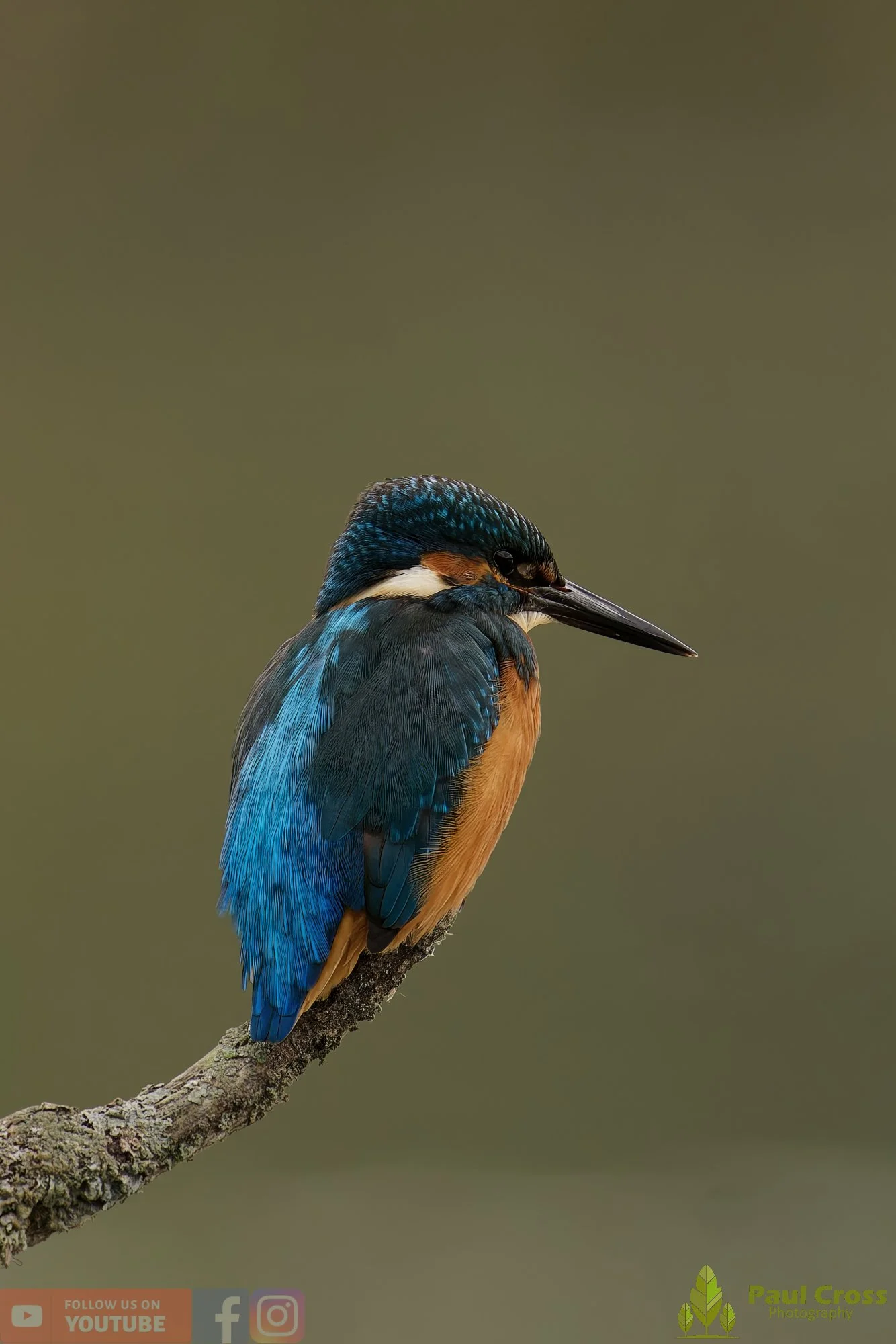 Kingfisher-00630.jpg
