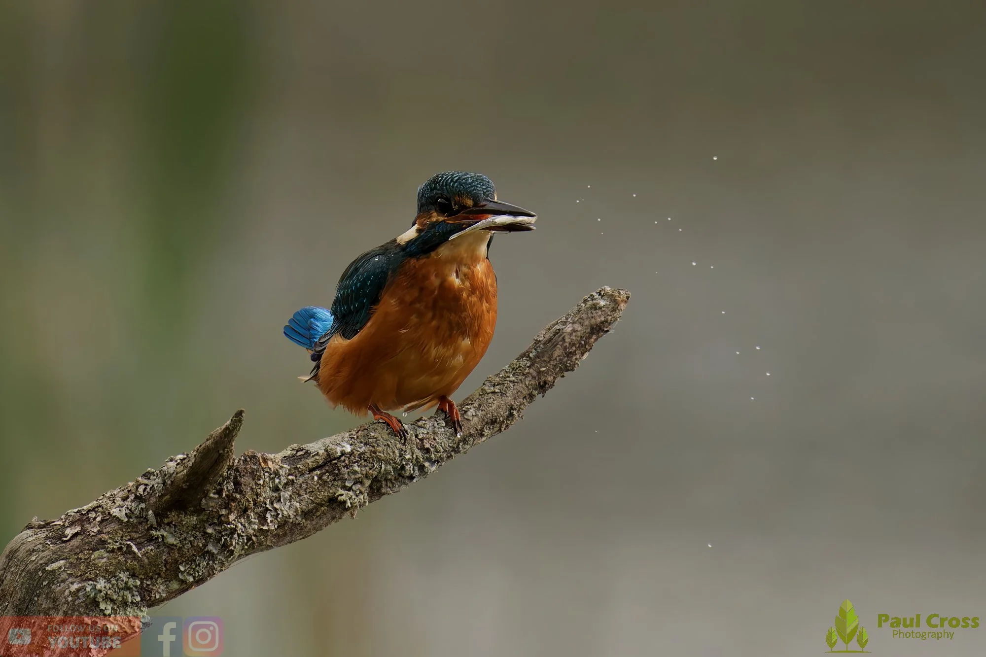 Kingfisher-00633.jpg