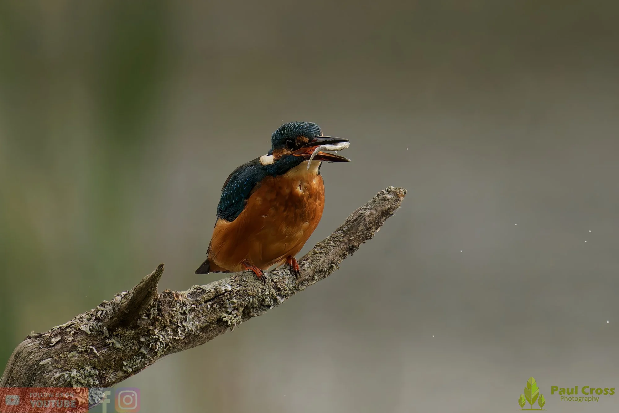 Kingfisher-00634.jpg