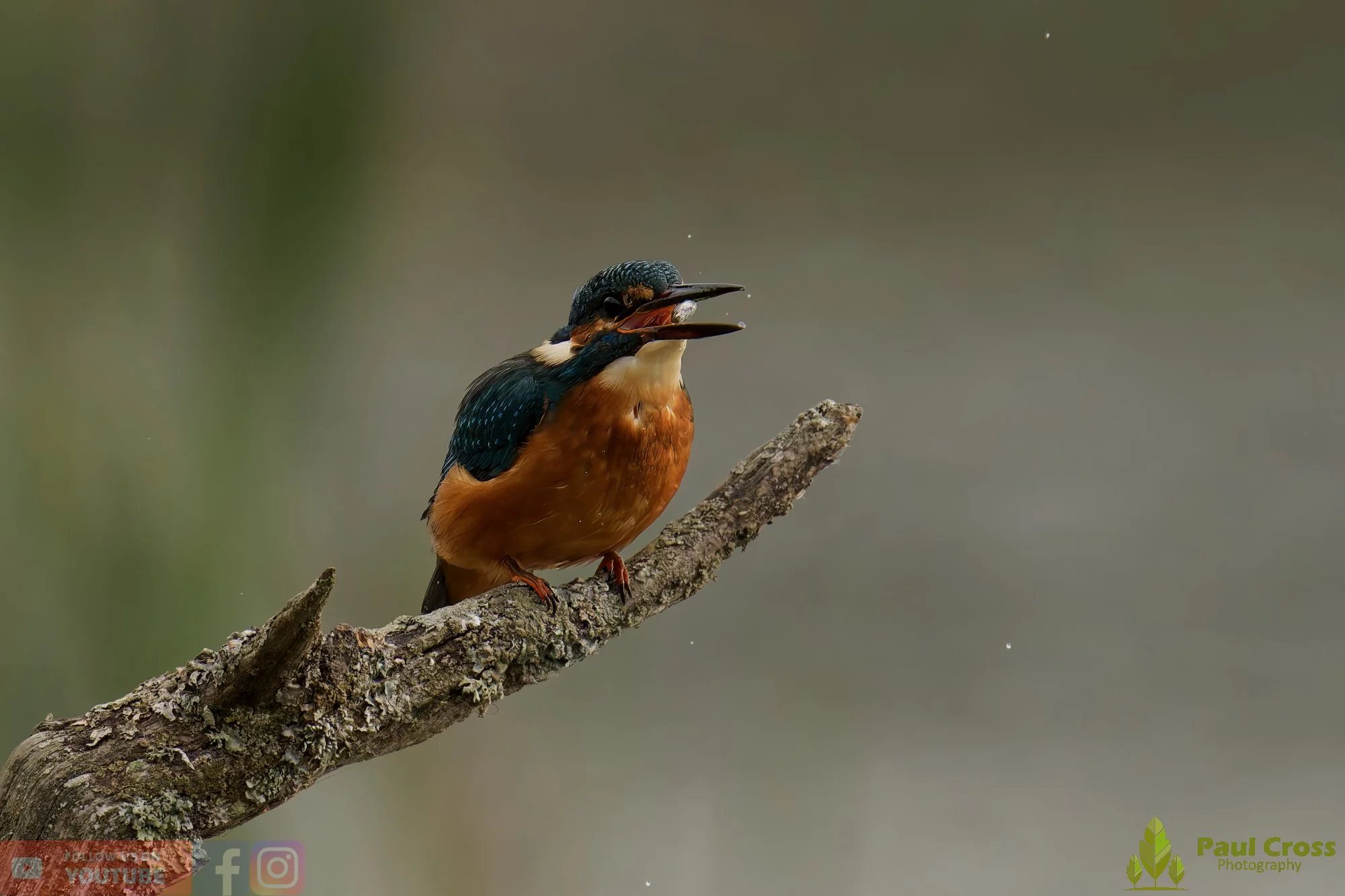 Kingfisher-00635.jpg