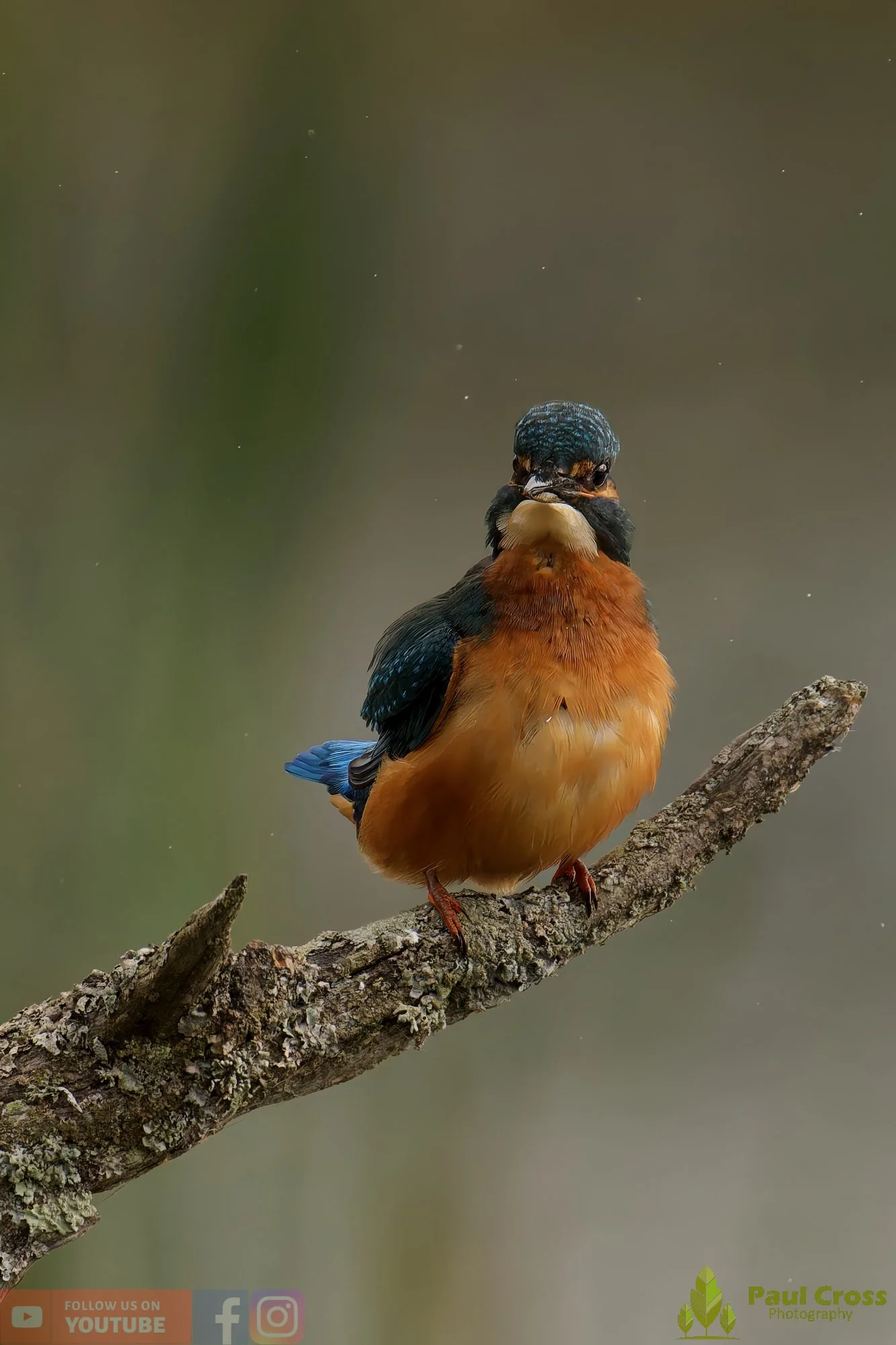 Kingfisher-00636.jpg