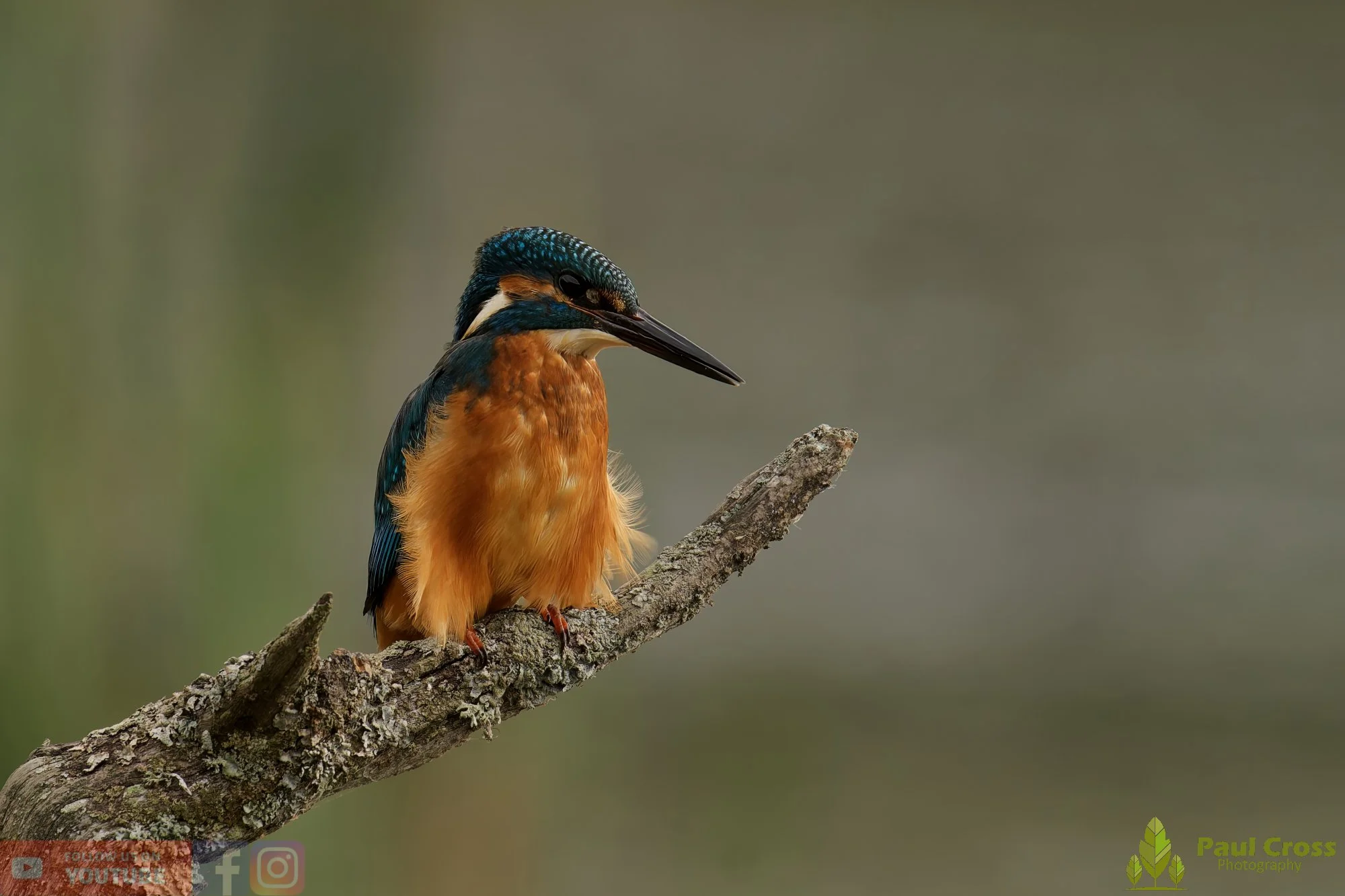 Kingfisher-00637.jpg