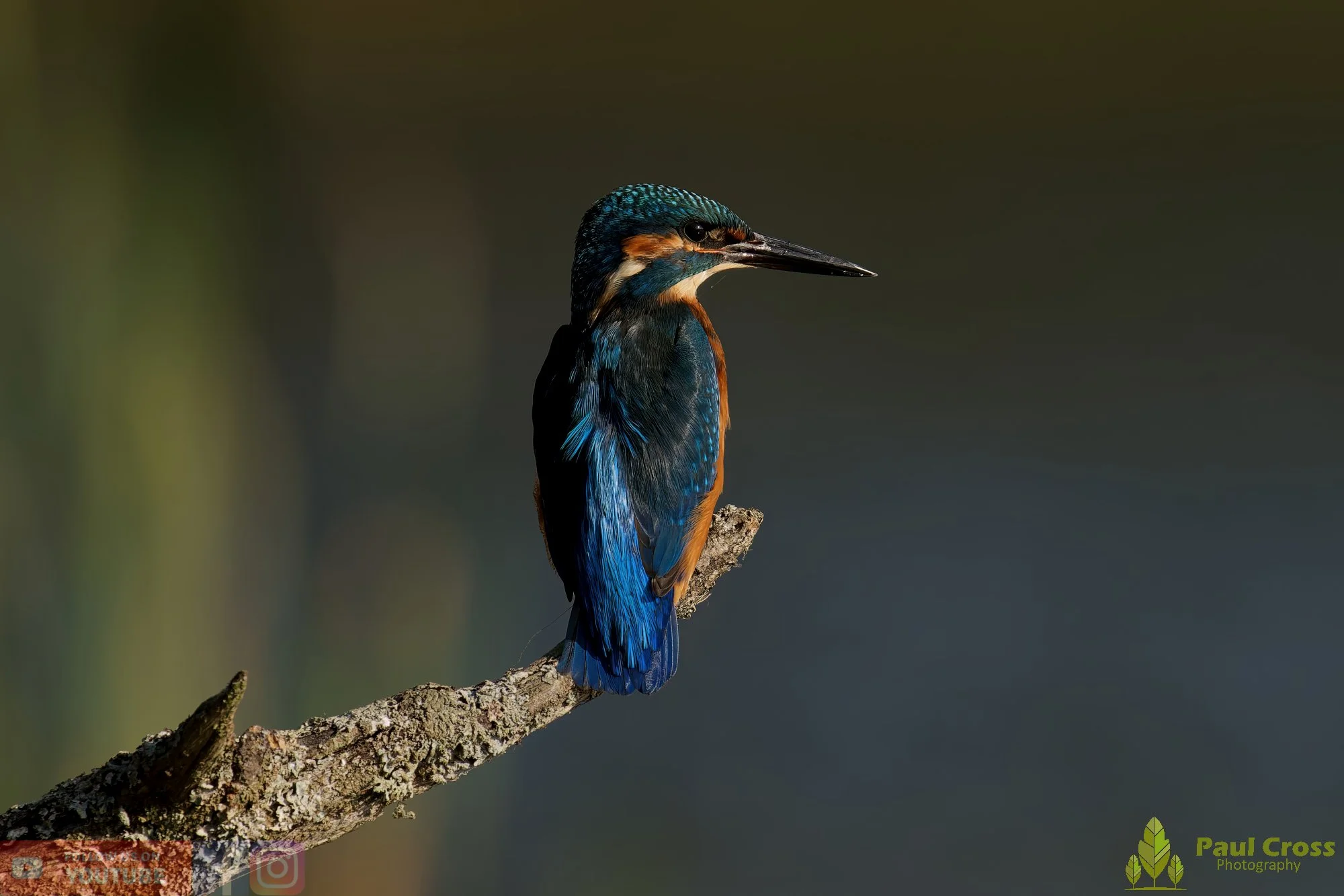 Kingfisher-00638.jpg