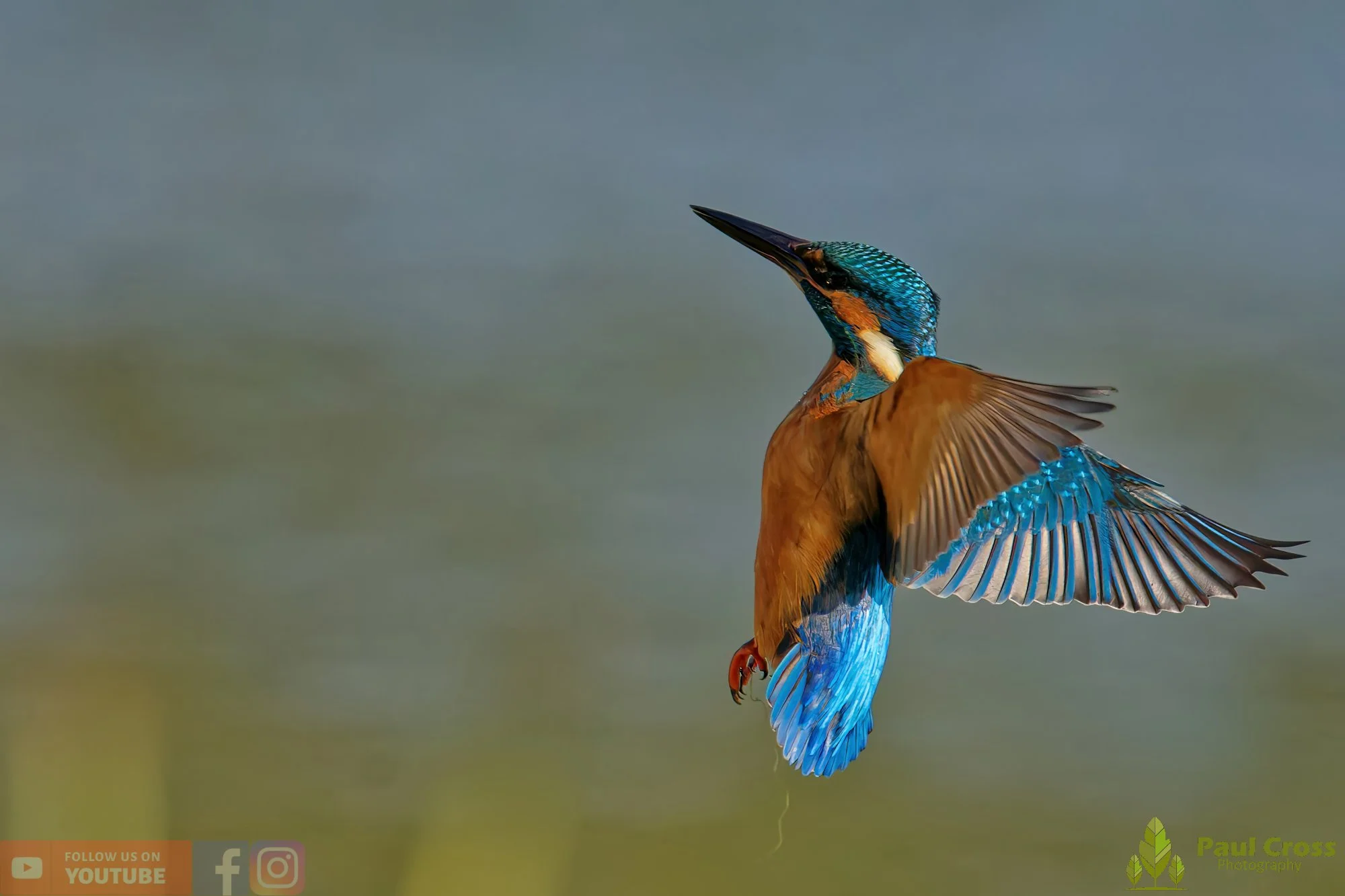 Kingfisher-00639.jpg