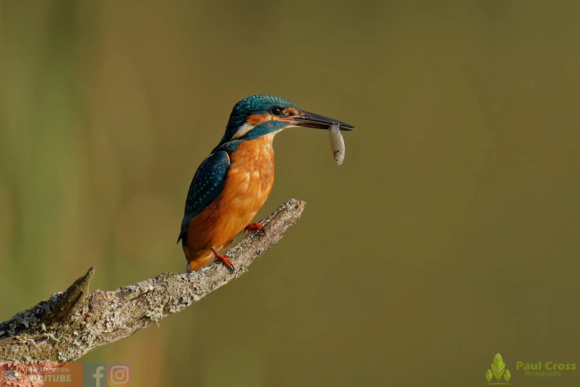 Kingfisher-00642.jpg