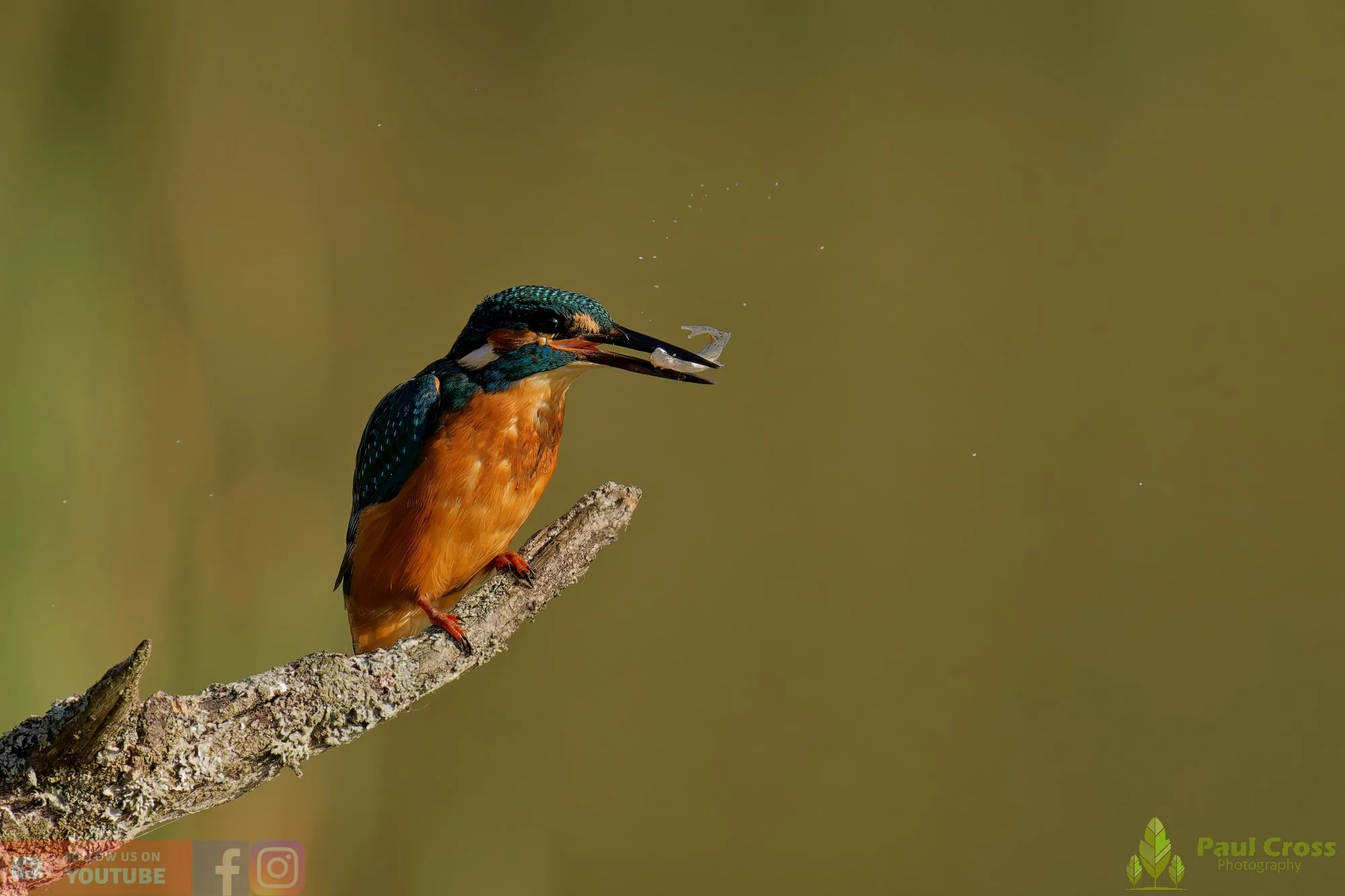 Kingfisher-00643.jpg