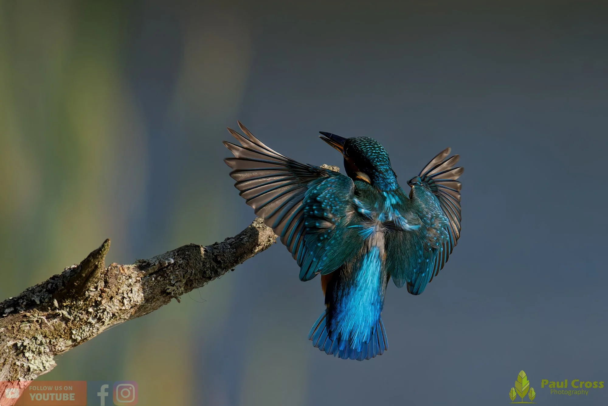 Kingfisher-00644.jpg