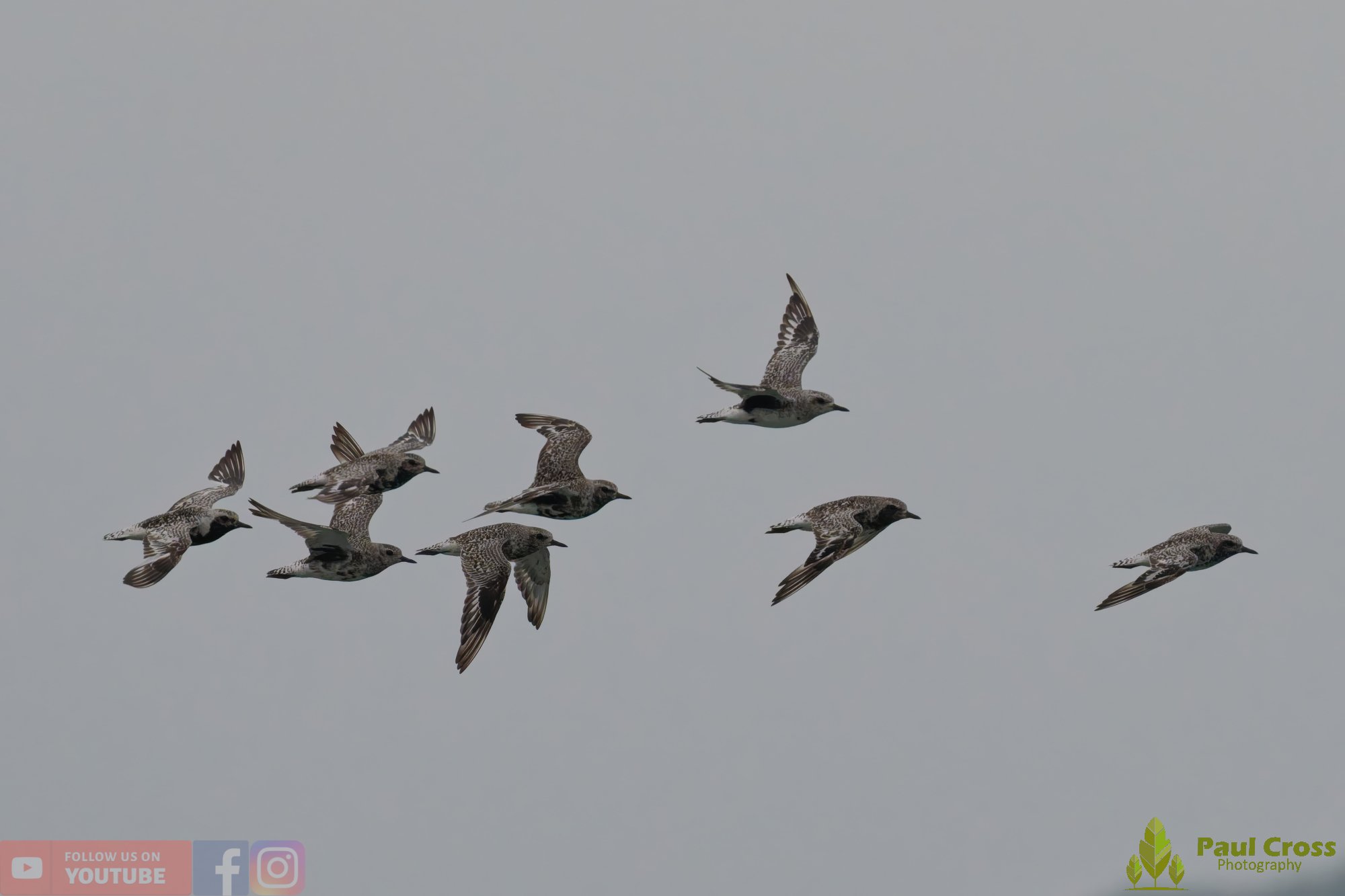 Grey Plover-00037.jpg
