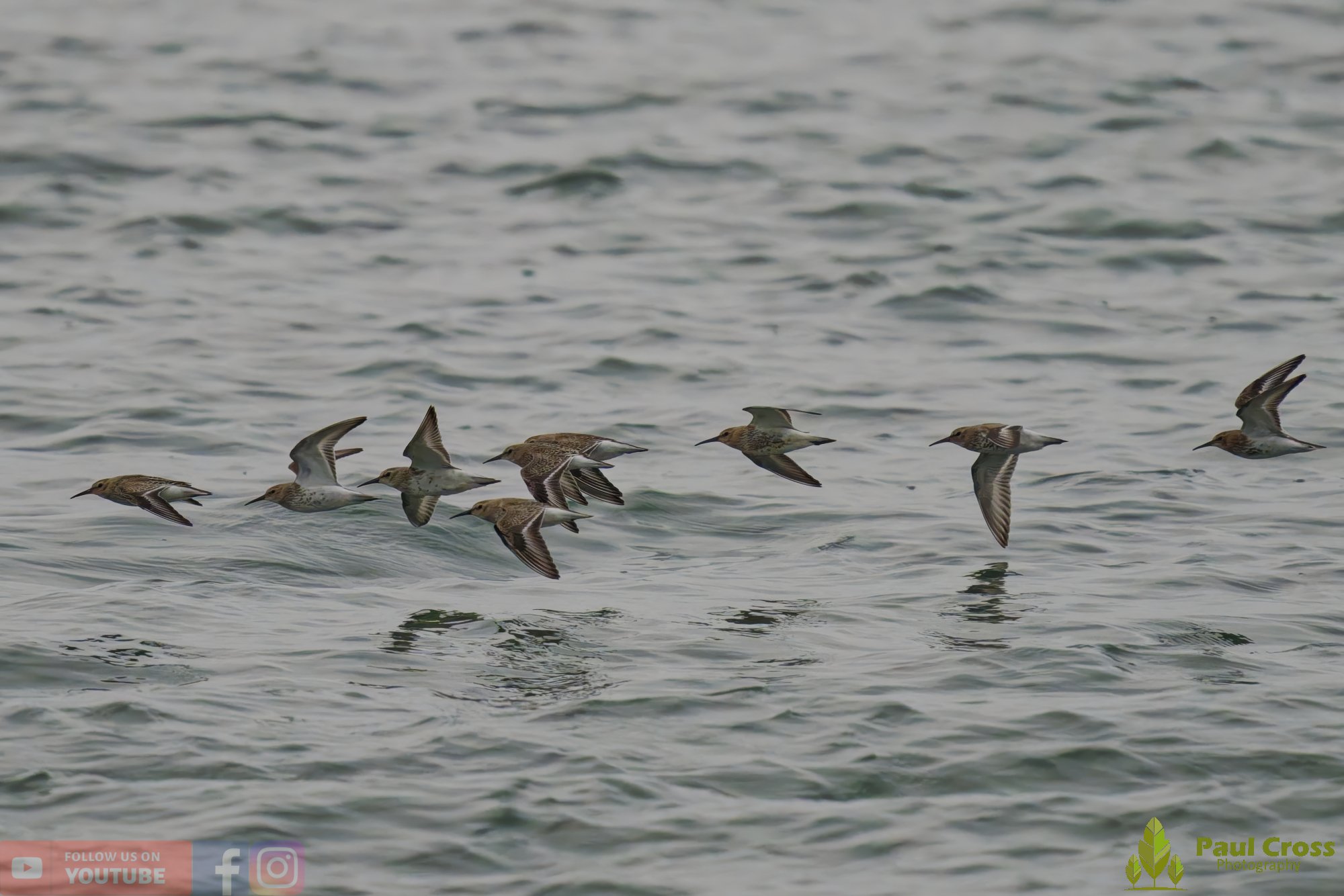 Dunlin-00103.jpg
