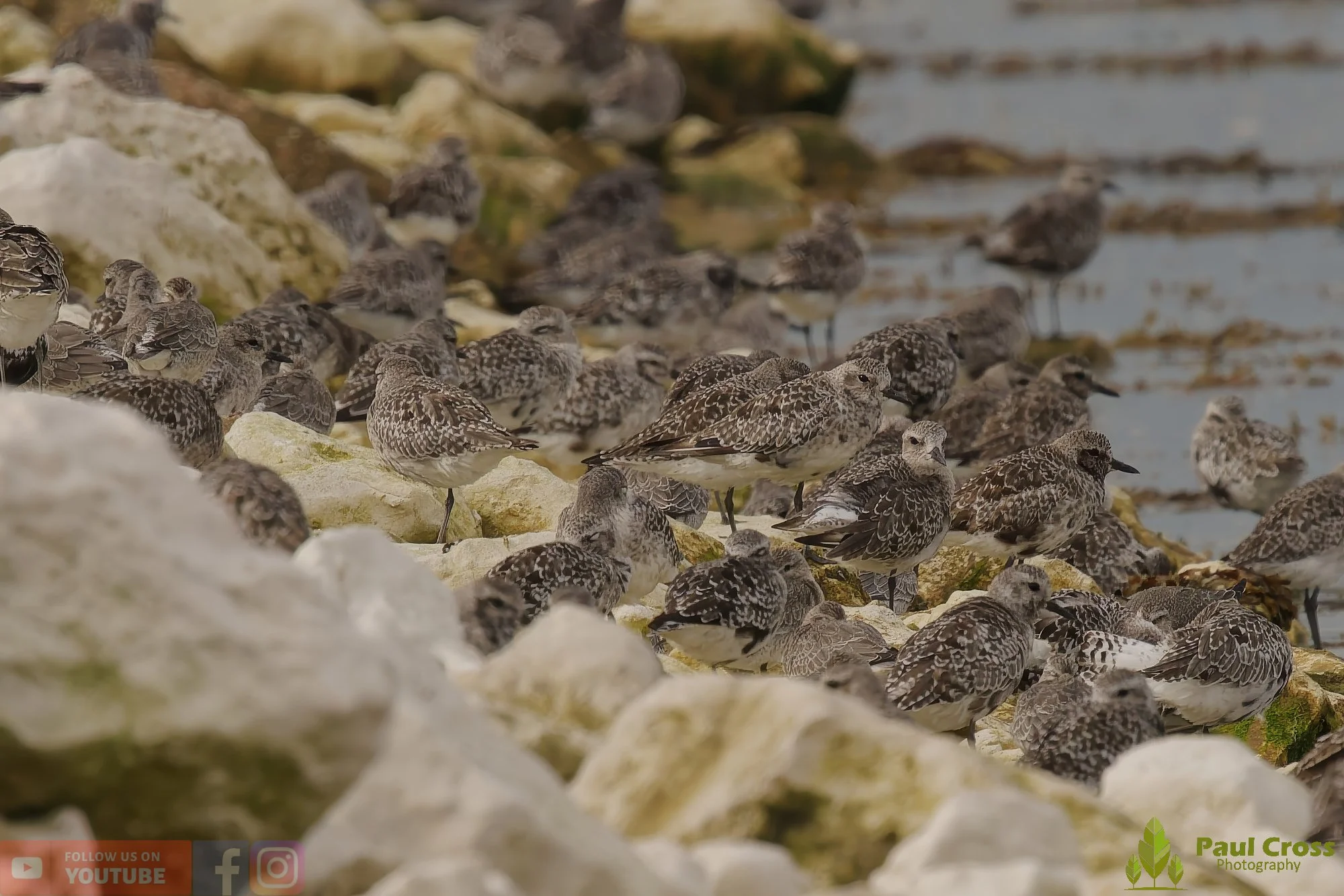 Grey Plover-00038.jpg