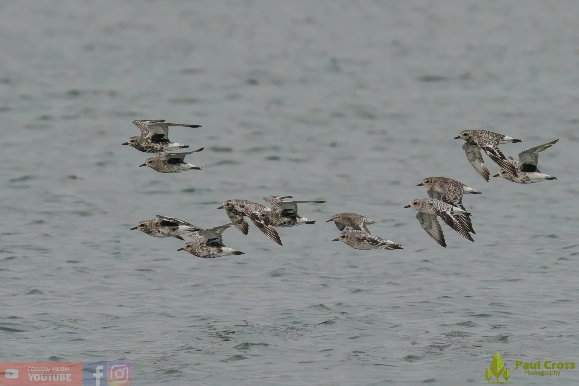 Grey Plover-00039.jpg