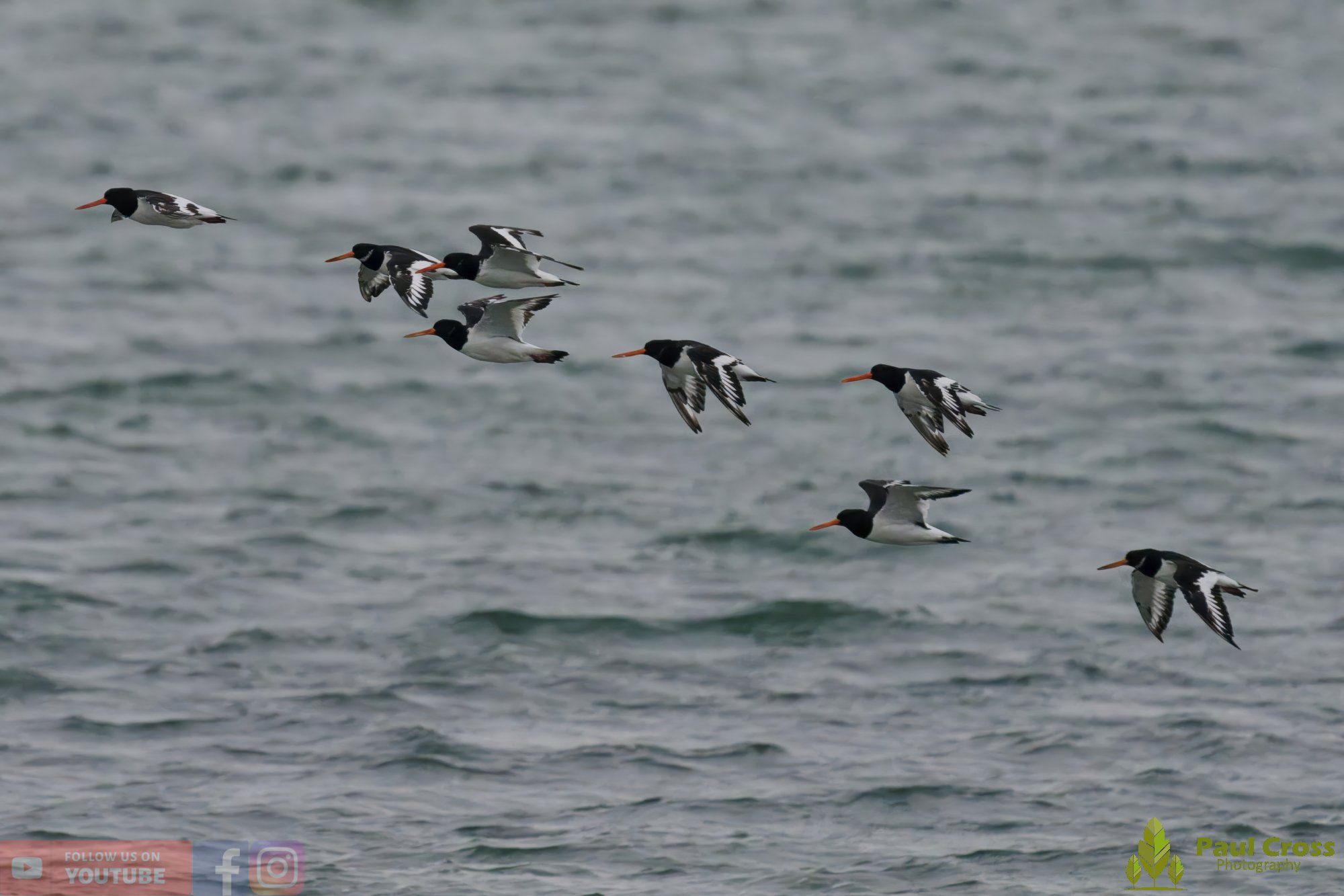 Oystercatcher-00472.jpg