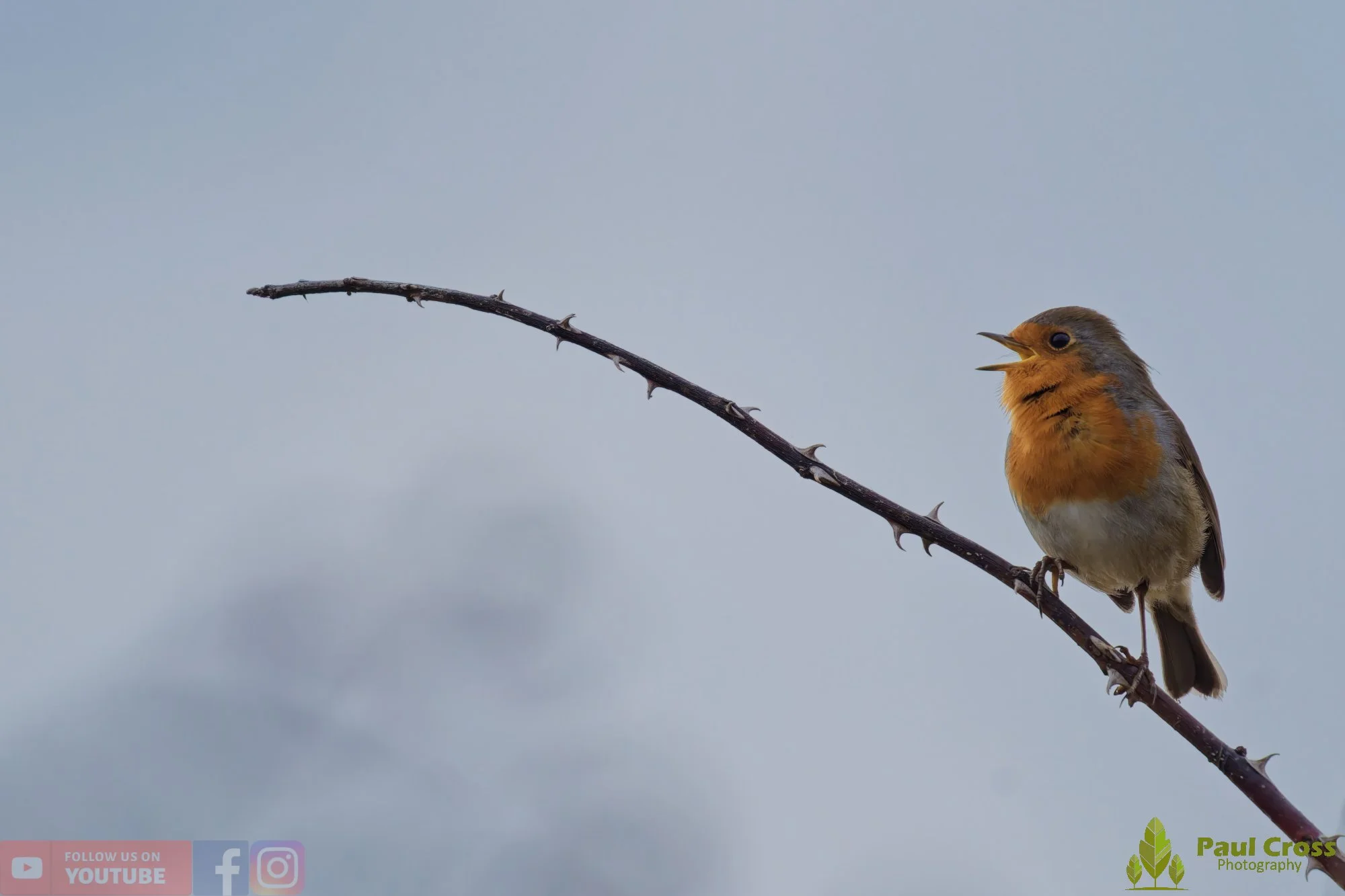 Robin-00287.jpg