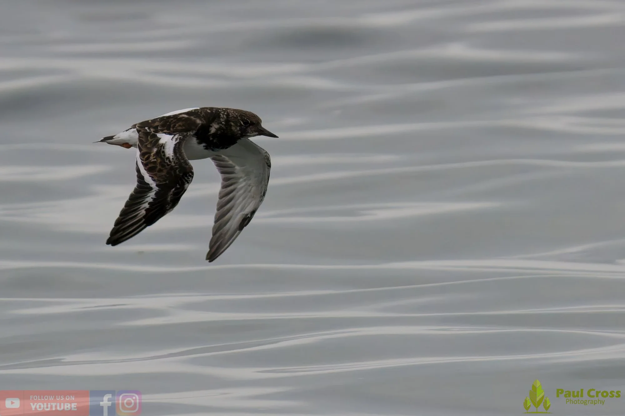 Ruddy Turnstone-00091.jpg