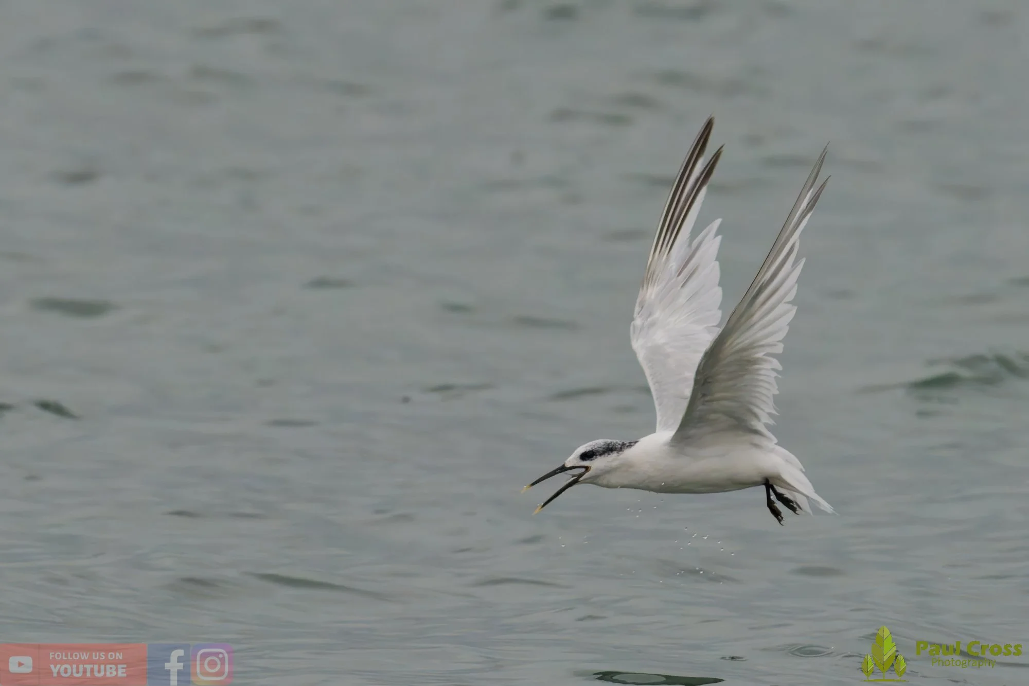 Sandwich Tern-00137.jpg