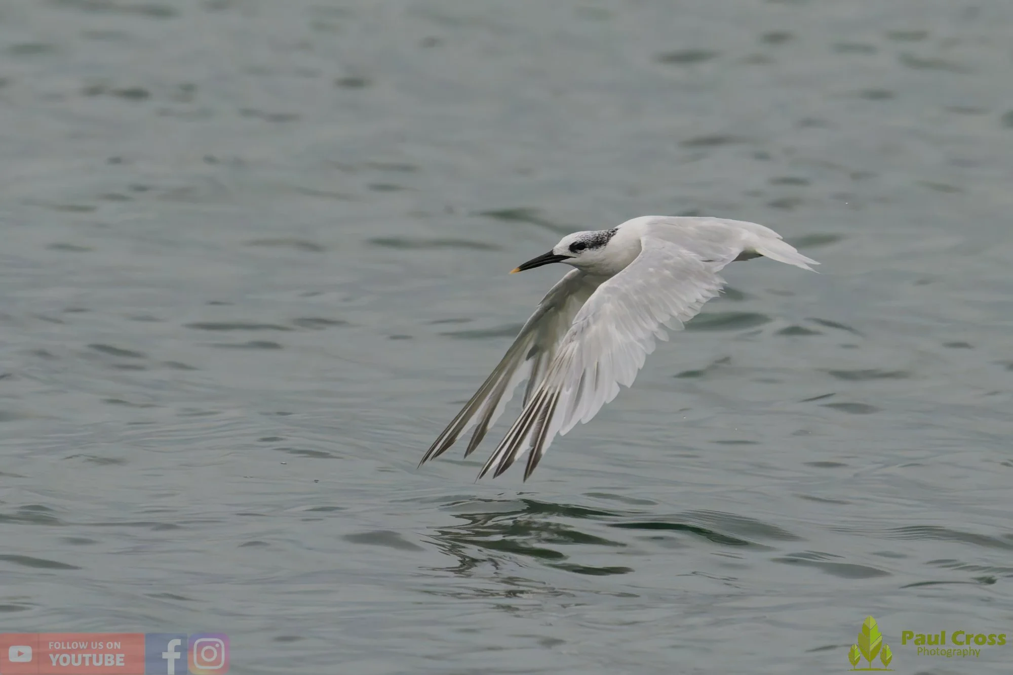 Sandwich Tern-00139.jpg