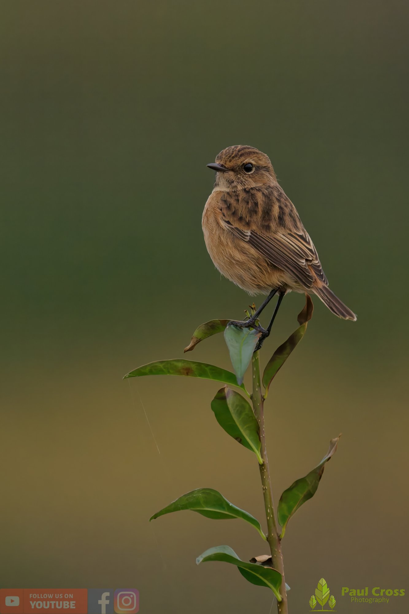 StoneChat-00036.jpg