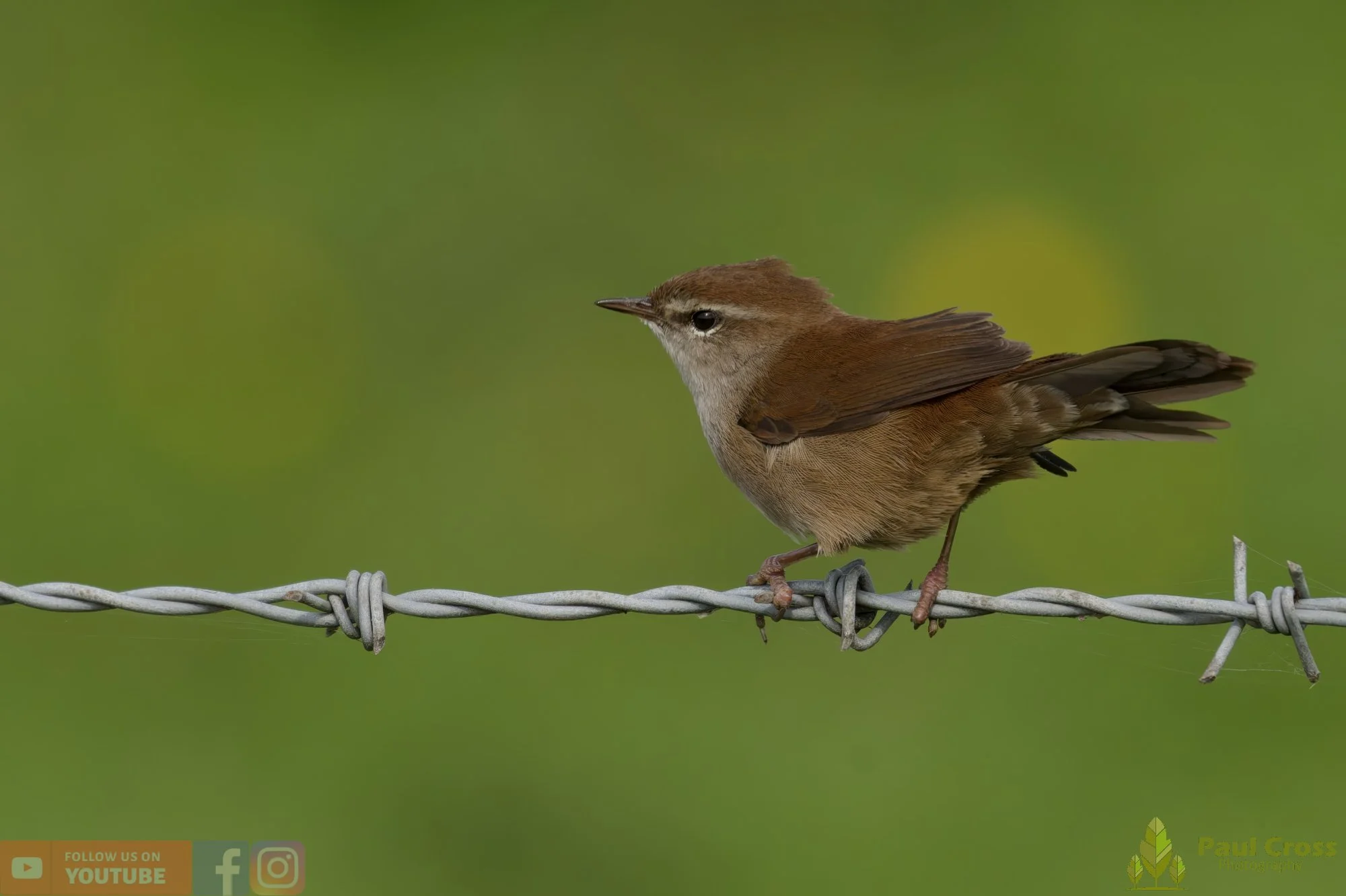 Cetti's Warbler-00001.jpg
