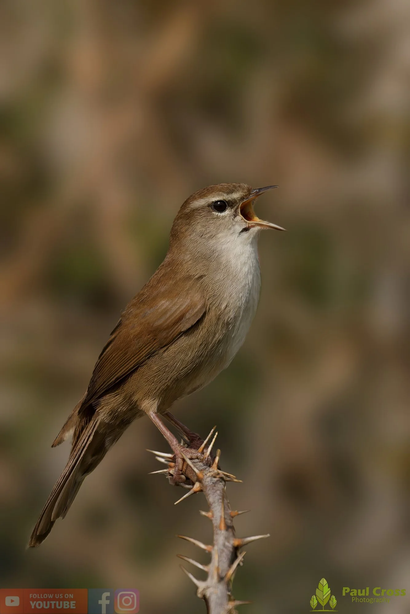 Cetti's Warbler-00003.jpg