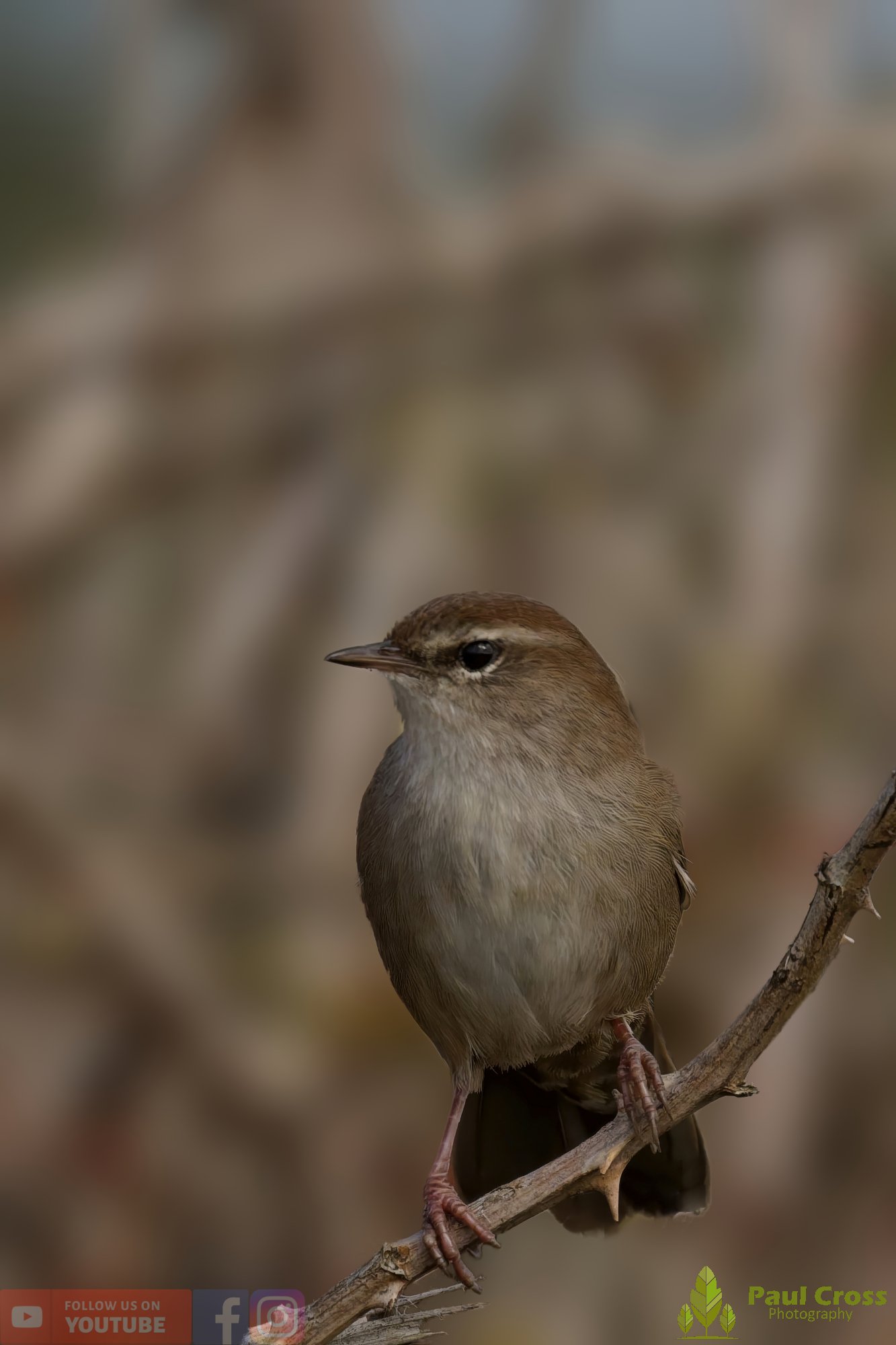Cetti's Warbler-00004.jpg