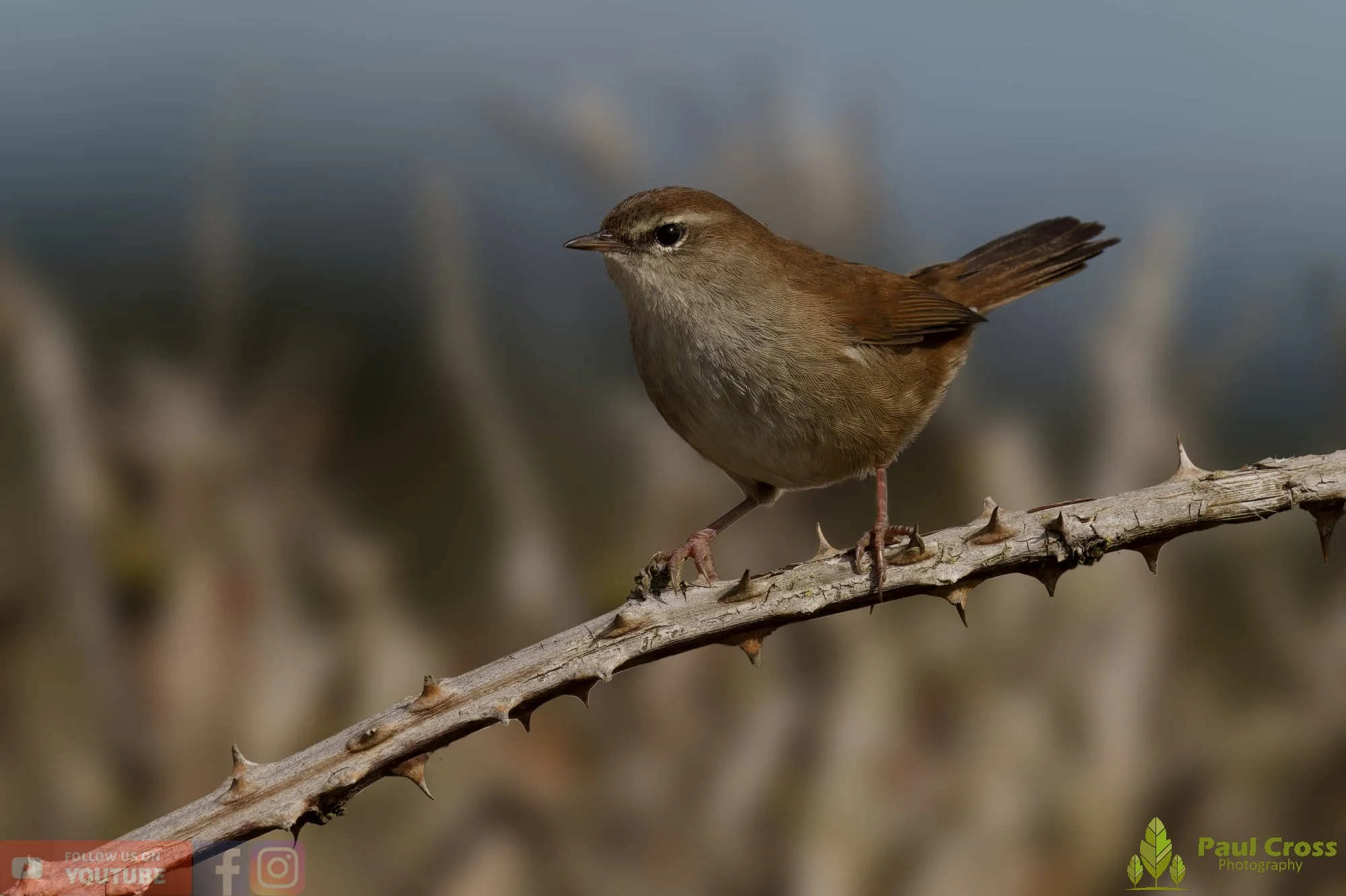 Cetti's Warbler-00009.jpg