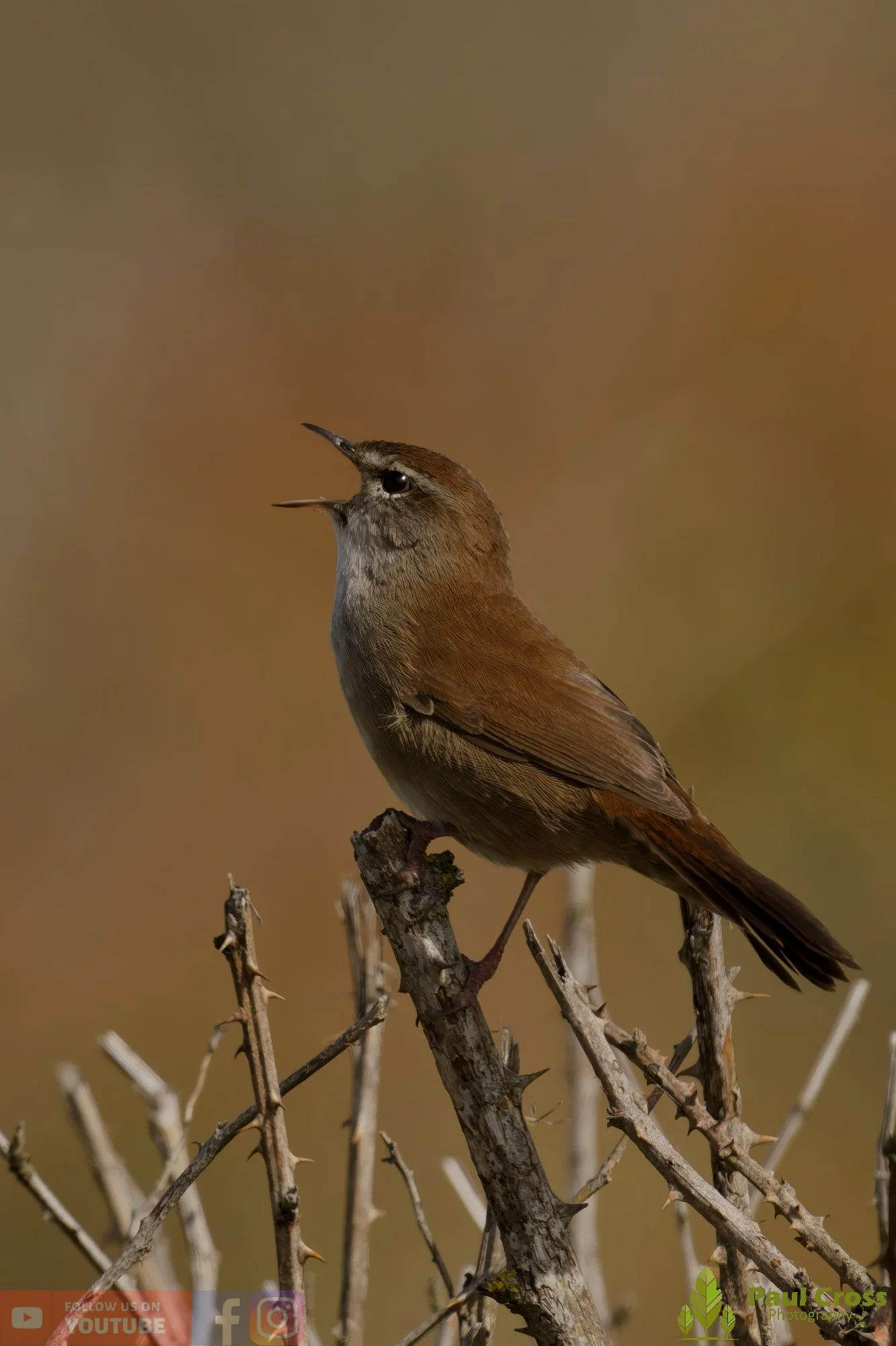 Cetti's Warbler-00010.jpg