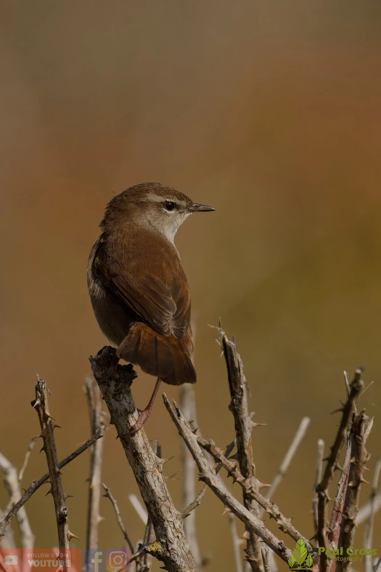 Cetti's Warbler-00011.jpg