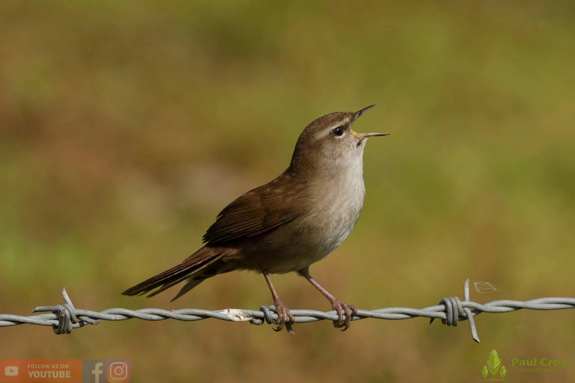 Cetti's Warbler-00012.jpg