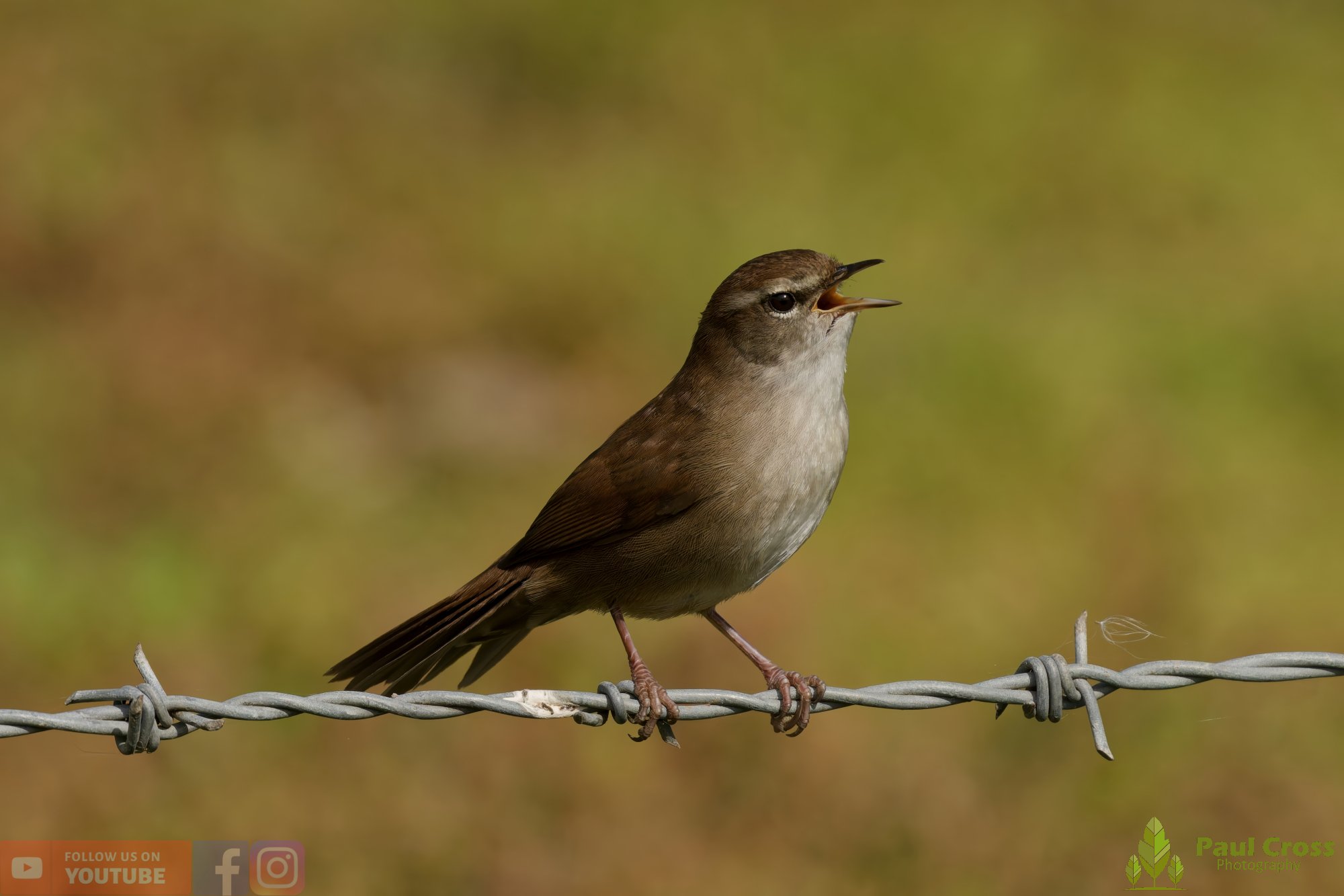 Cetti's Warbler-00013.jpg