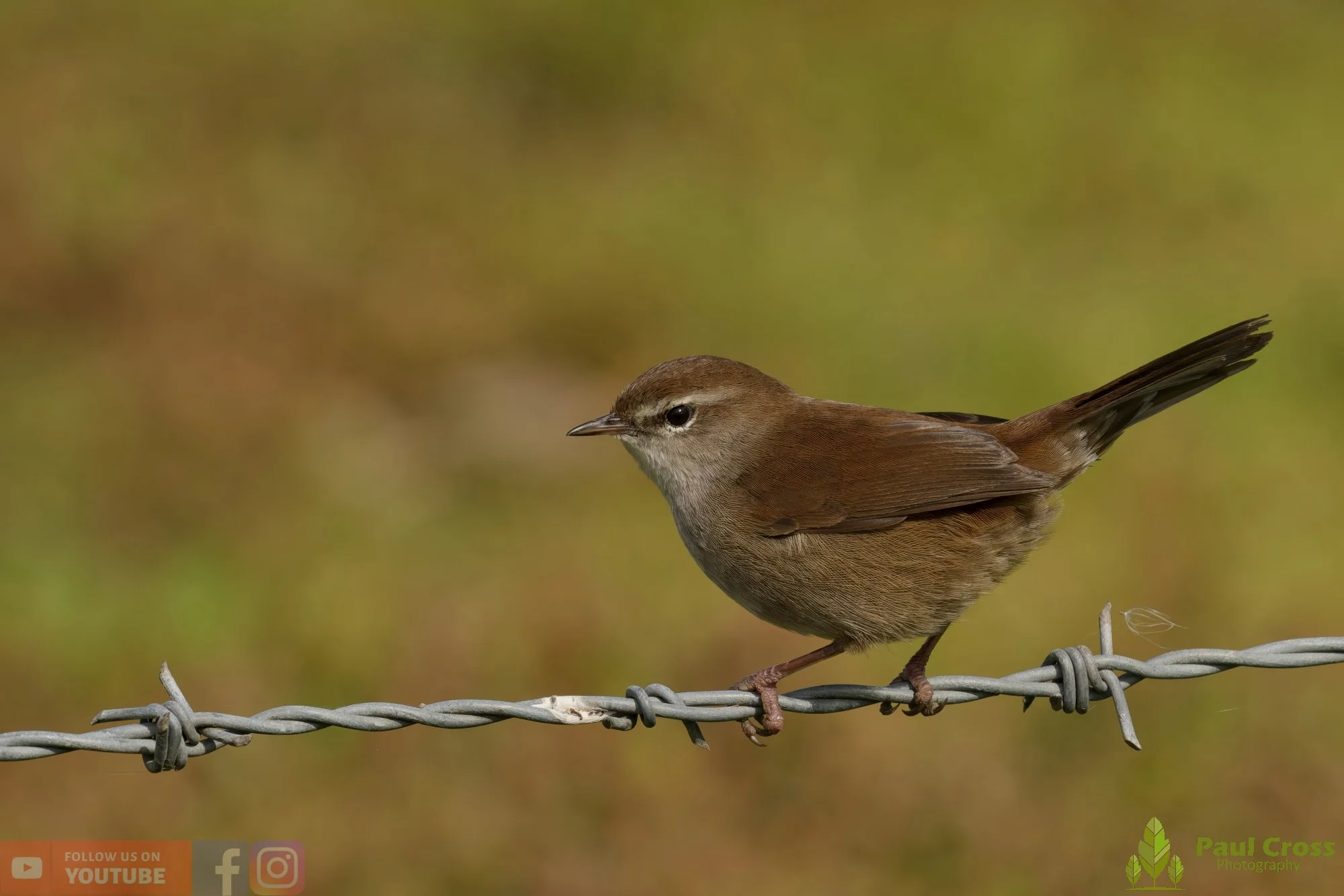 Cetti's Warbler-00014.jpg