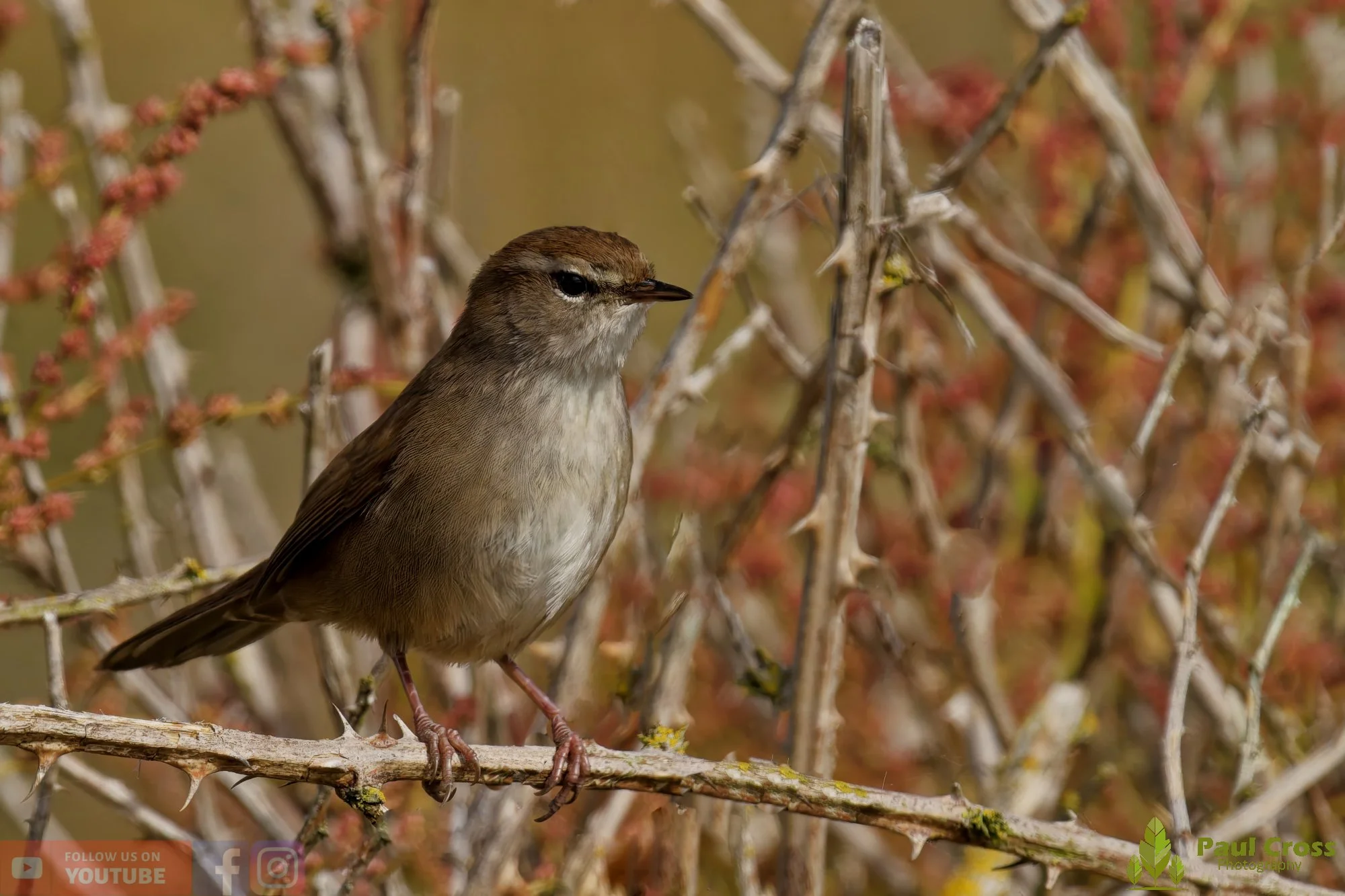 Cetti's Warbler-00015.jpg